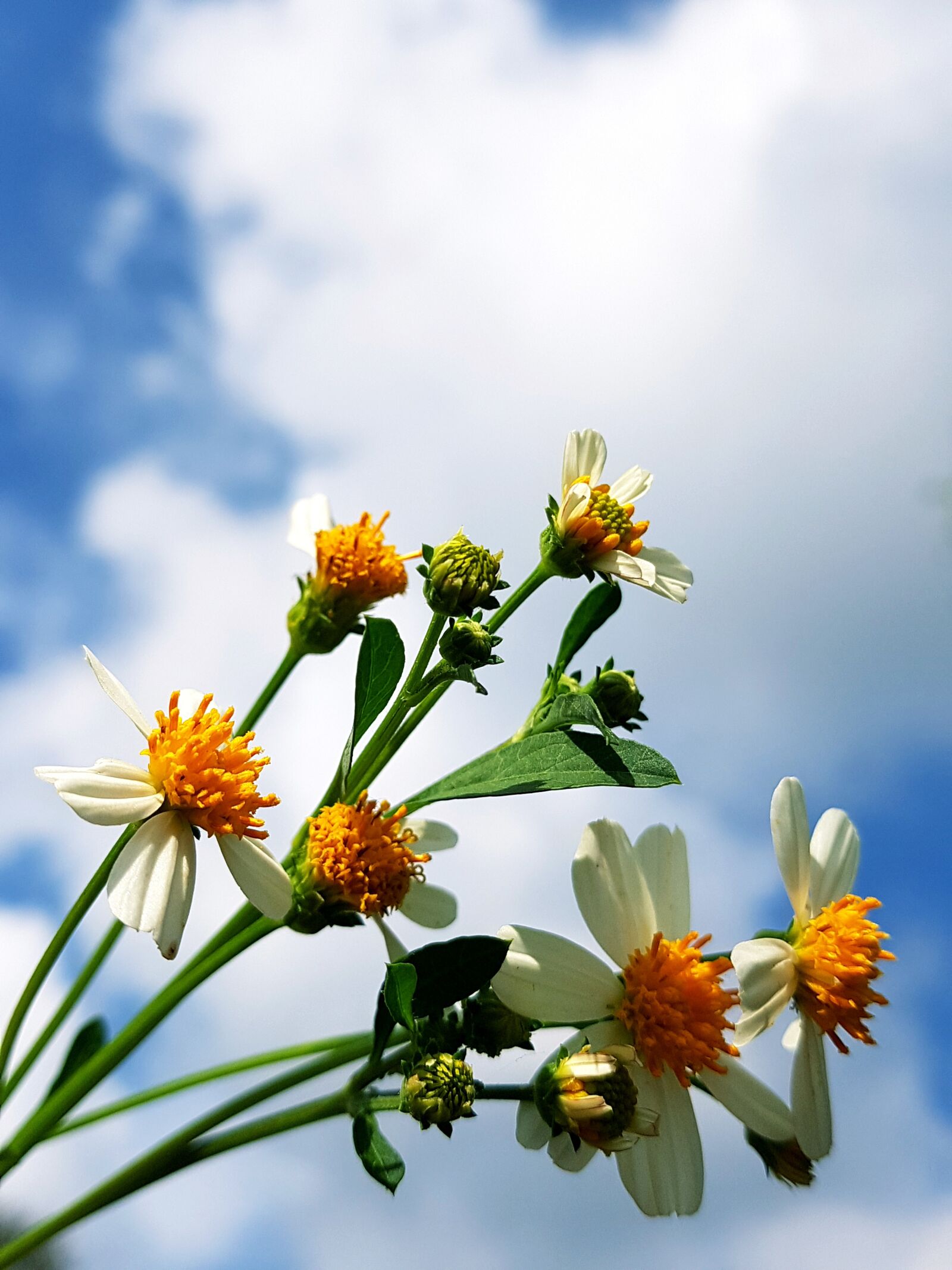 Samsung Galaxy Note Fan Edition sample photo. Wildflowers, flowers, wildflower photography