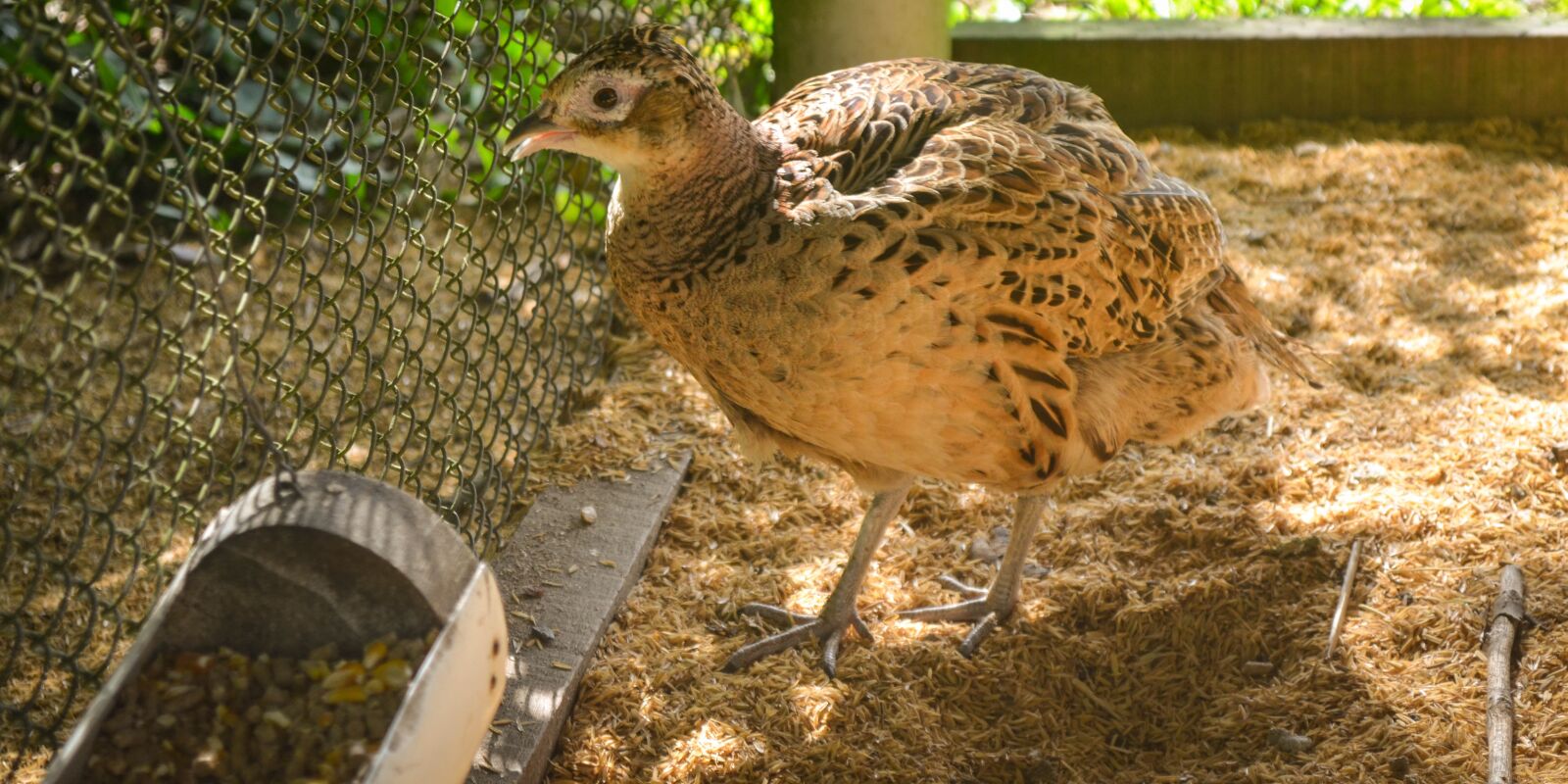 Nikon D5100 sample photo. Pheasant, bird, animal photography
