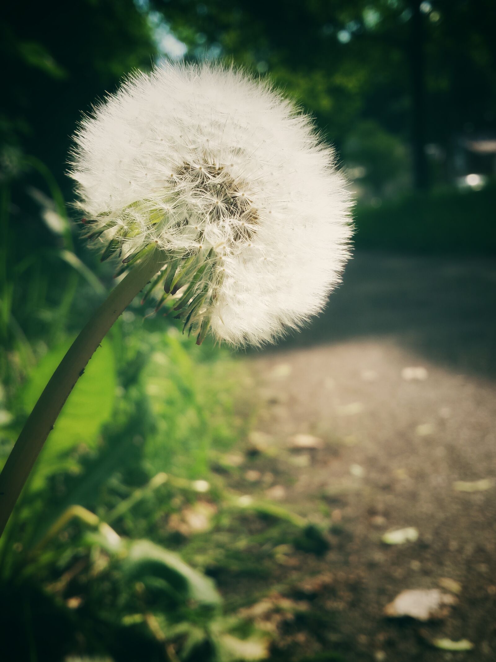 Samsung Galaxy S4 sample photo. Dandelion, evening sun, away photography