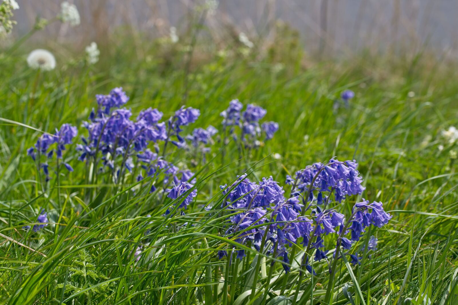 Canon EOS 6D Mark II sample photo. Flowers, berm, blue photography