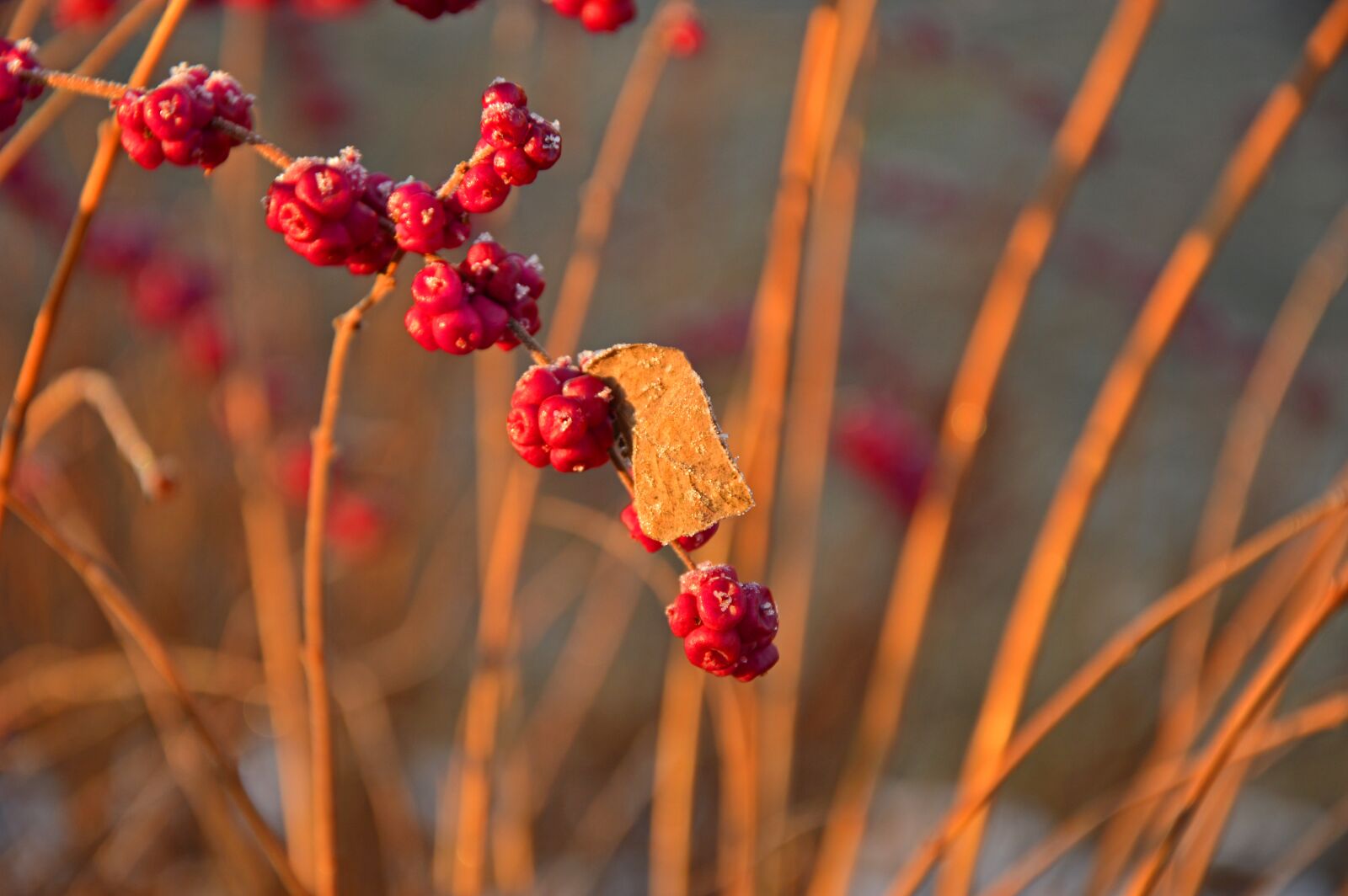 Nikon D3200 sample photo. Bush, grasses, berries photography