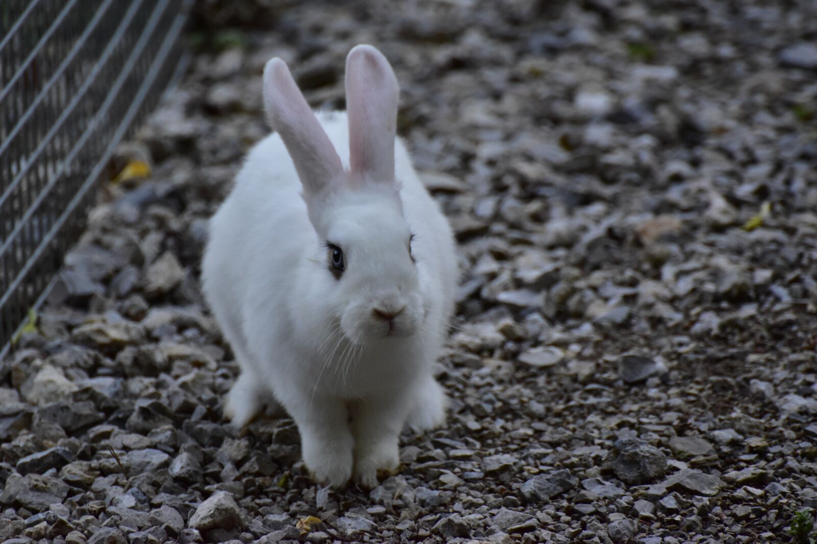 Nikon D5600 sample photo. Hare, eye, cute photography