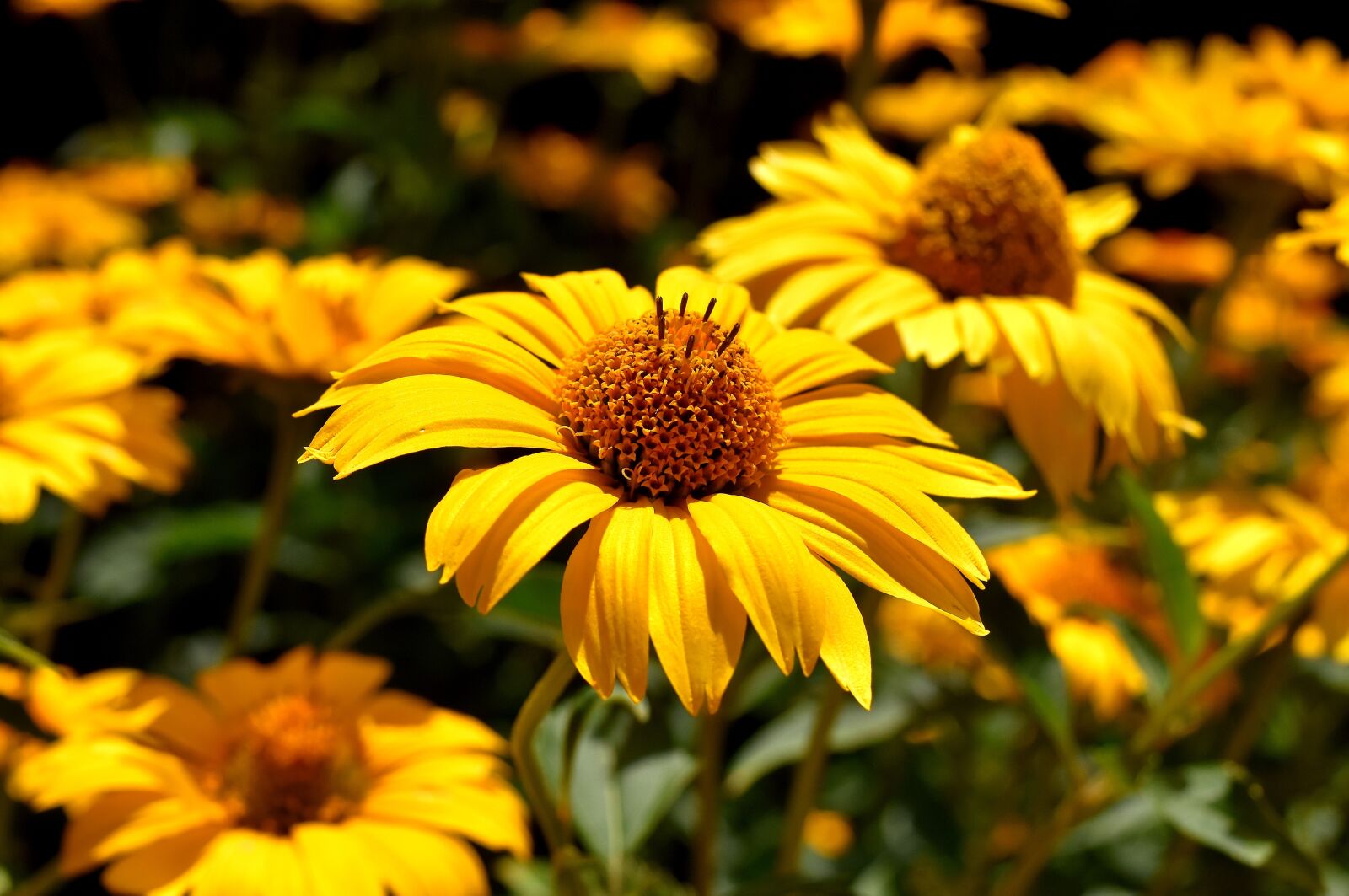 Nikon D7200 sample photo. Flower, yellow, blossom photography