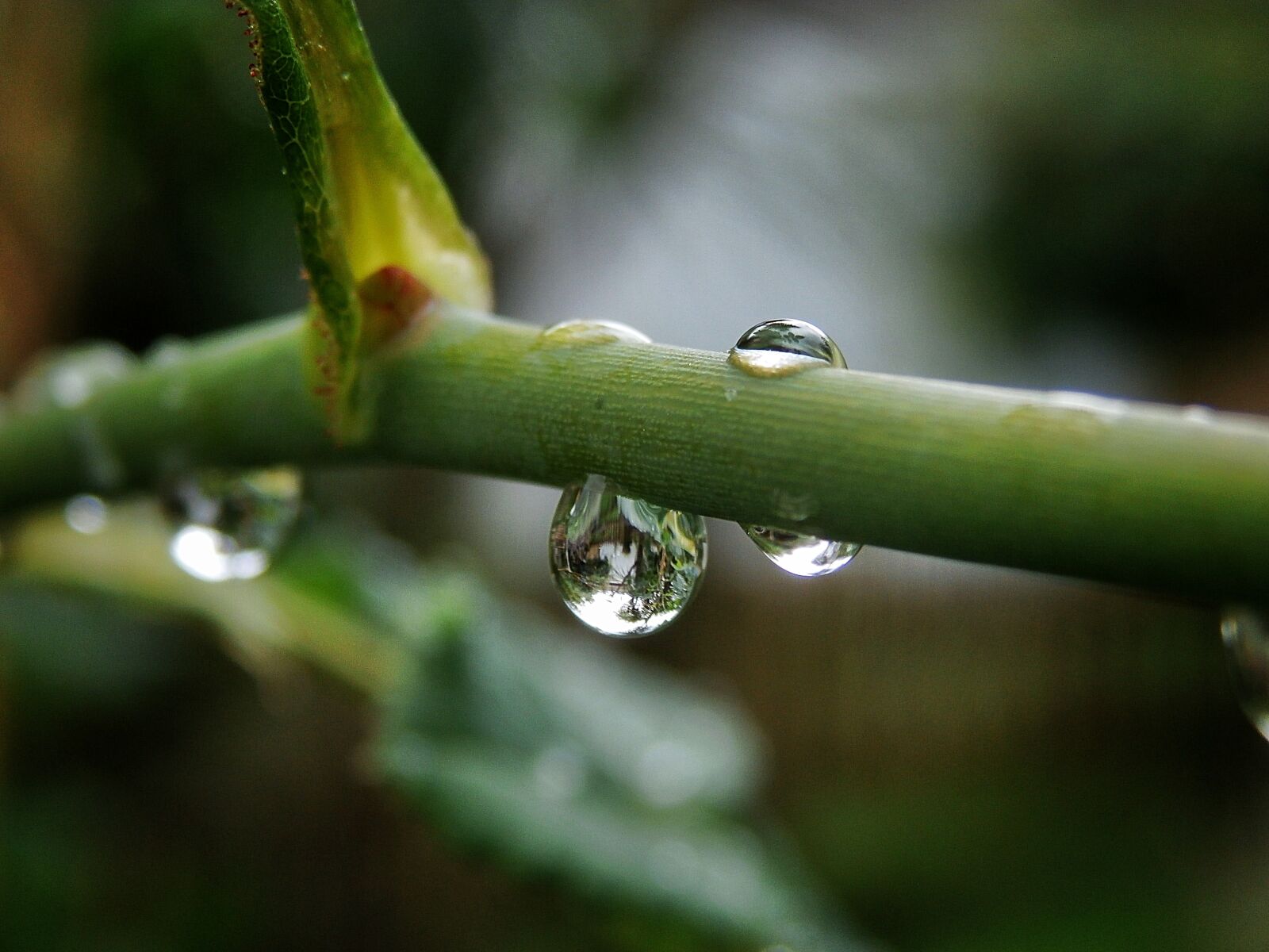 Olympus SZ-15,DZ-100 sample photo. Center, focus, macro photography