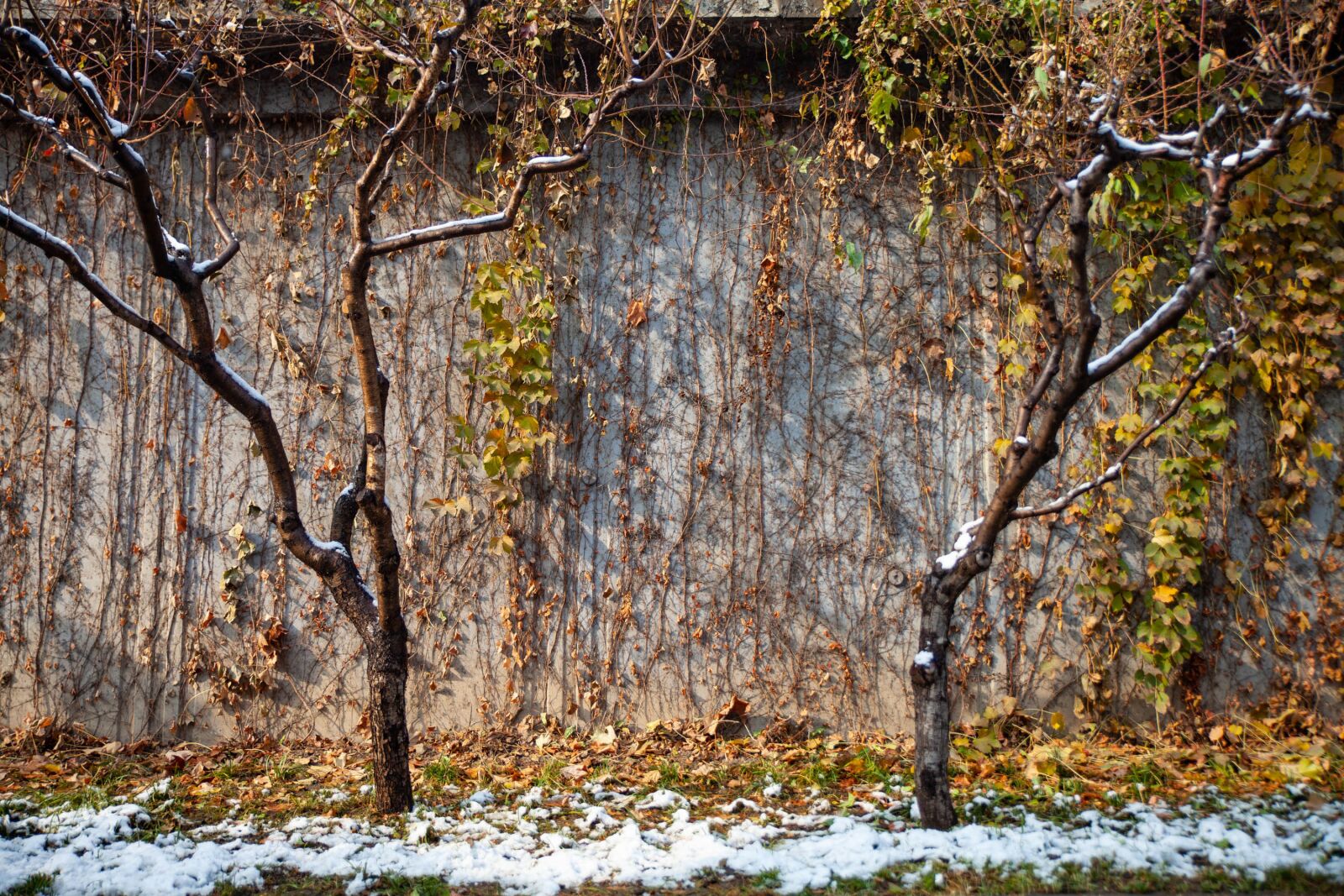 Canon EOS 5D Mark II sample photo. Trees, winter, city photography