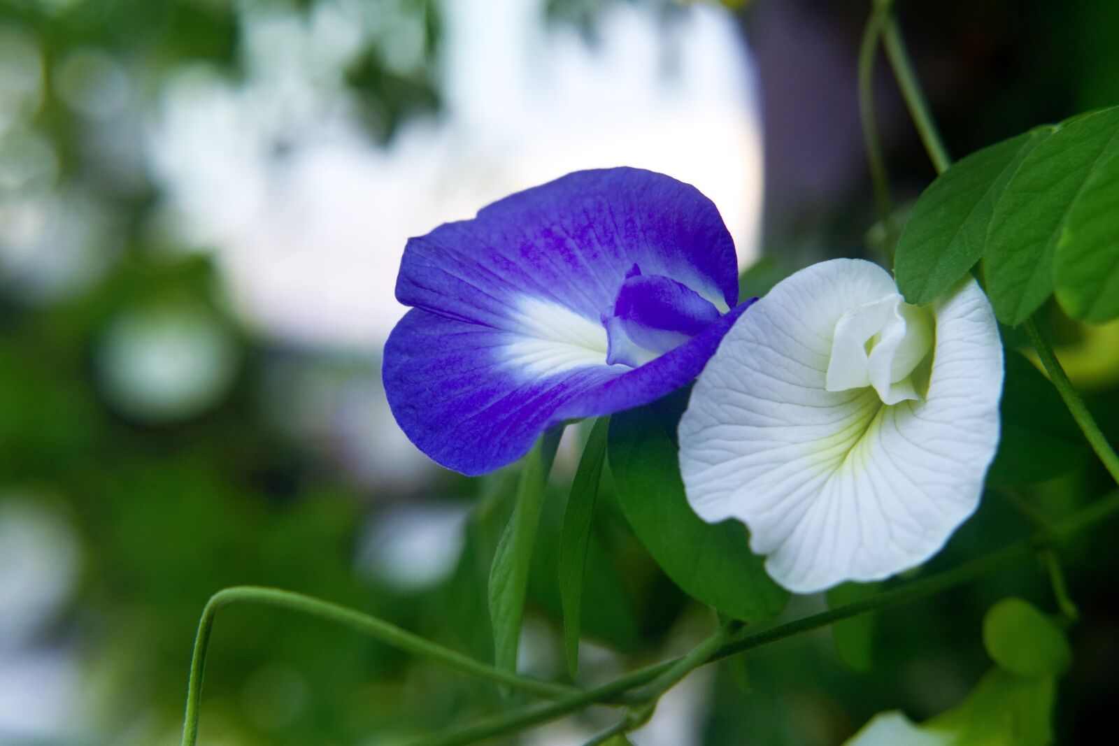Nikon D5300 sample photo. Butterfly peanuts, flower, nature photography