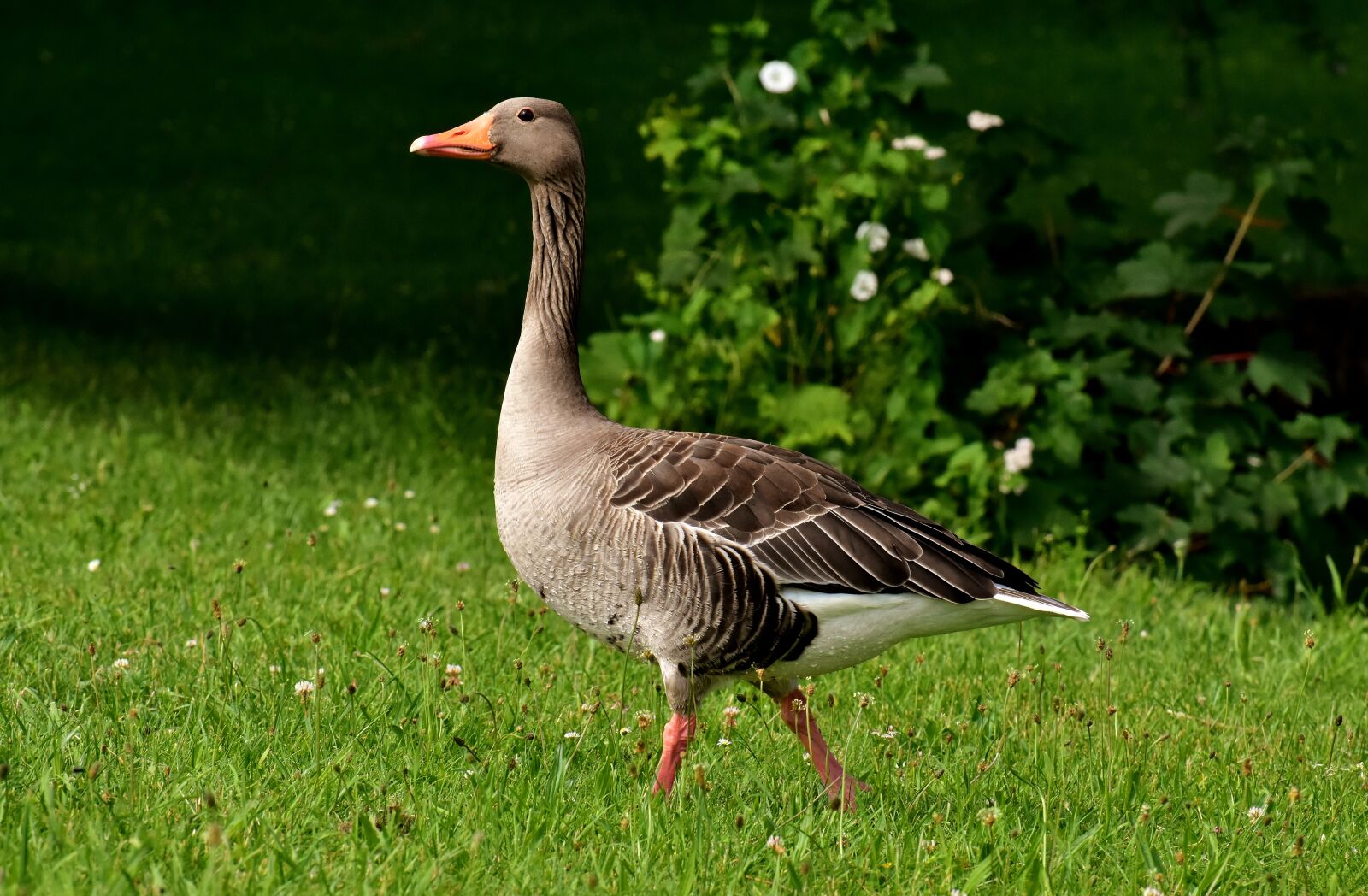 Nikon D7200 sample photo. Goose, wild goose, water photography