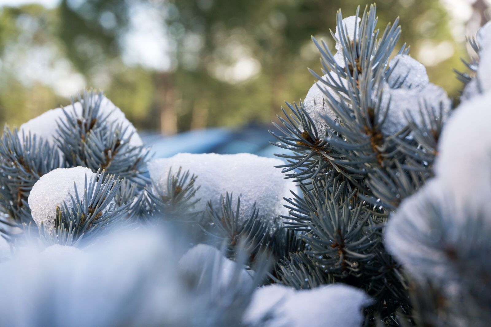 Sony a6000 sample photo. Winter, tree, season photography