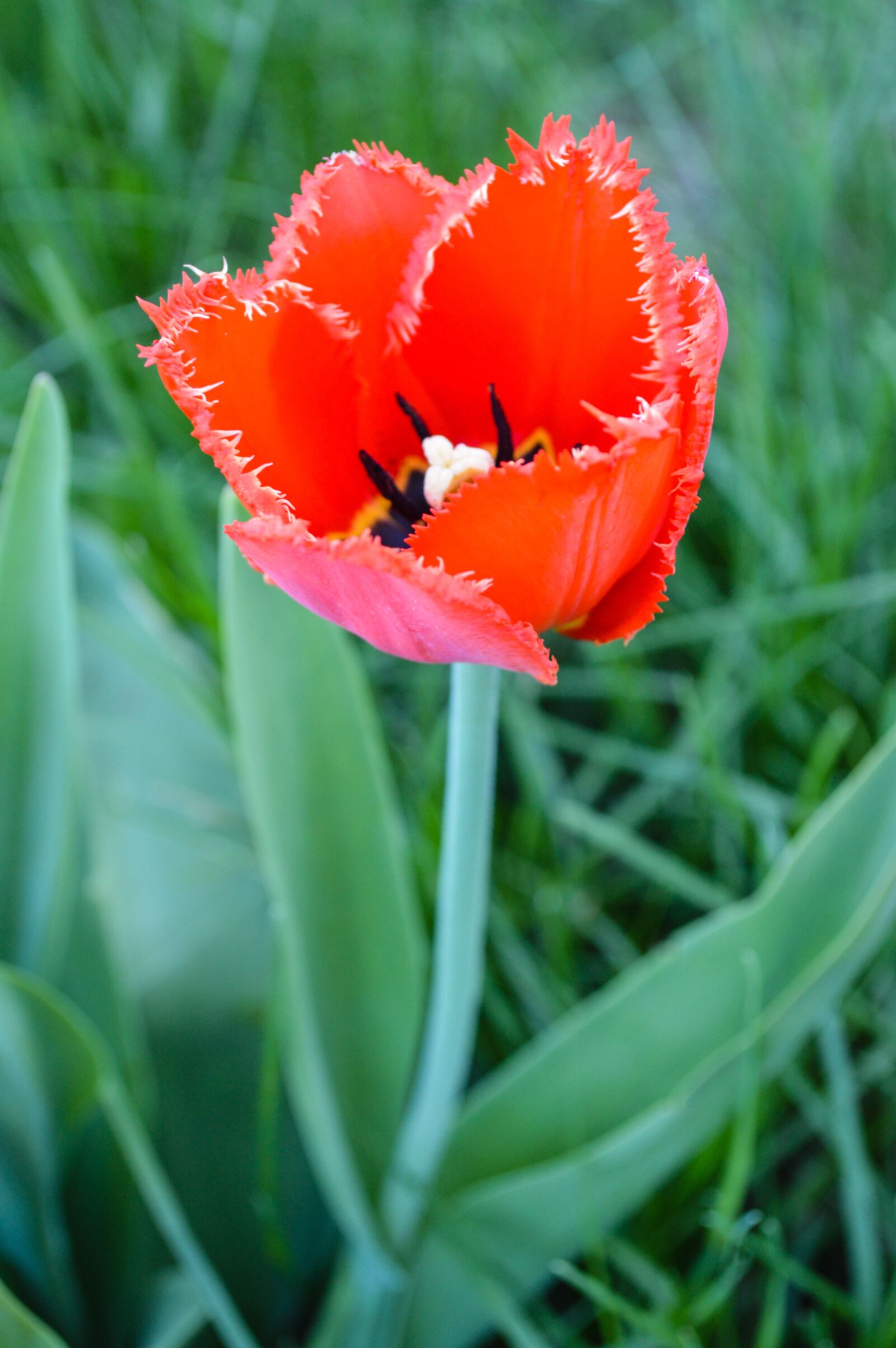 Nikon D3200 sample photo. Maki, tulip, tulips photography