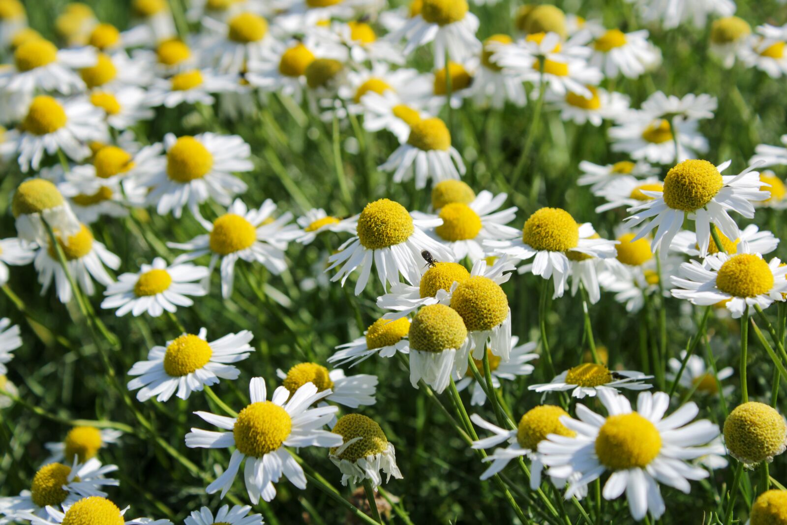 Canon EOS 2000D (EOS Rebel T7 / EOS Kiss X90 / EOS 1500D) sample photo. Flower, nature, daisy photography