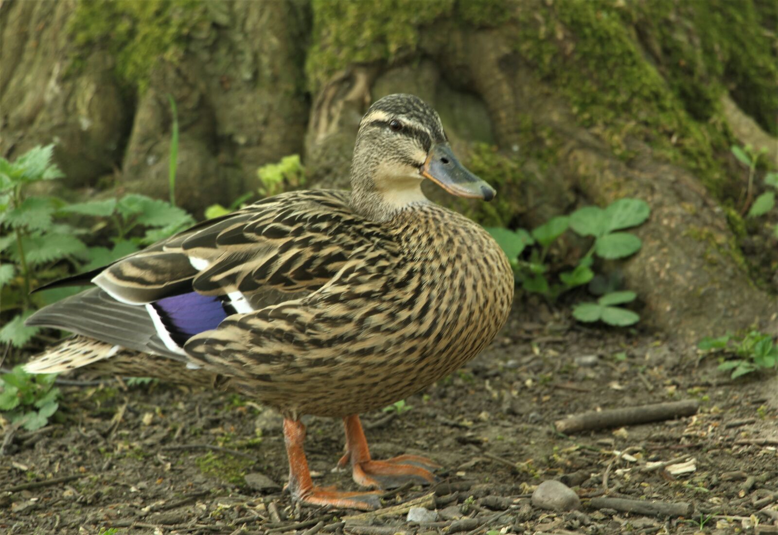 Canon EOS 4000D (EOS Rebel T100 / EOS 3000D) sample photo. Duck, bird, waterbird photography