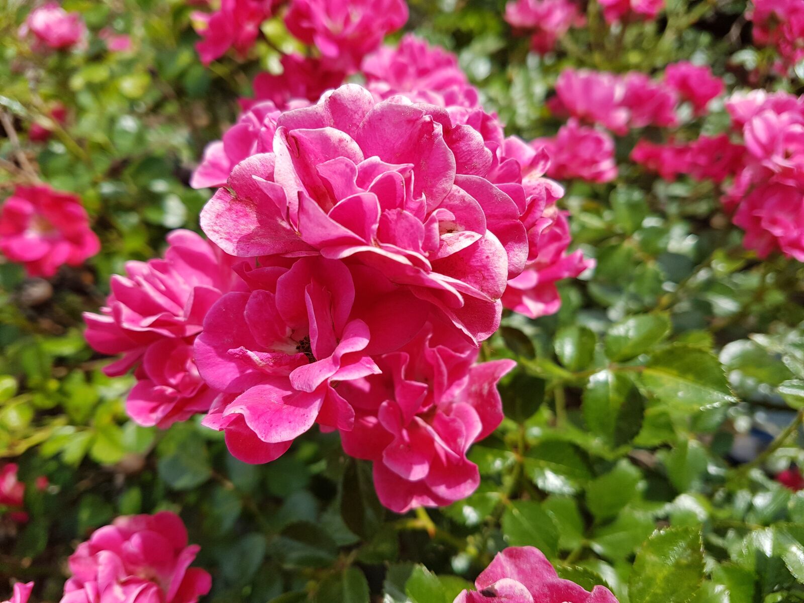 Samsung Galaxy S7 Edge sample photo. Rose, flower, pink photography