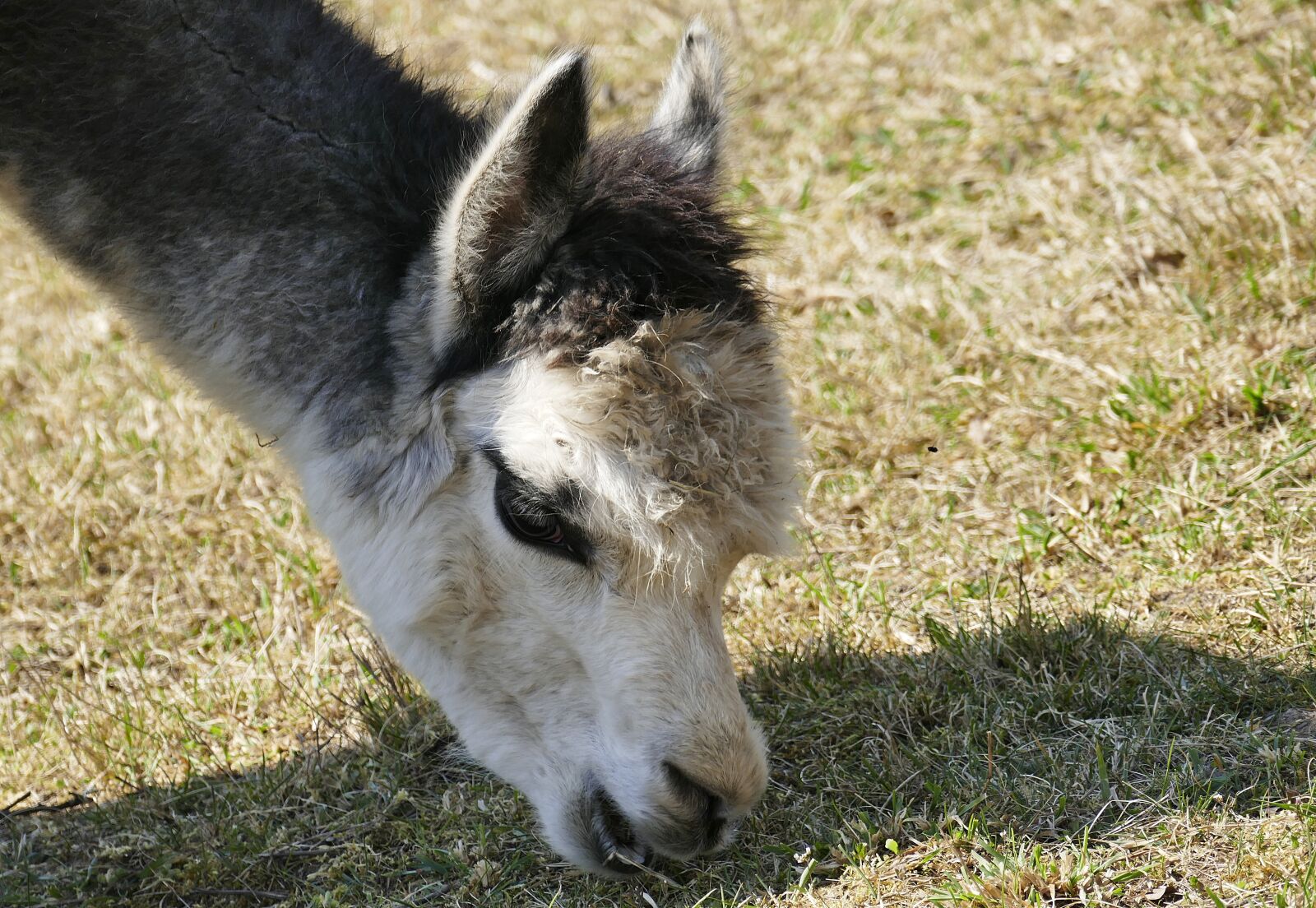 Panasonic Lumix DMC-FZ1000 sample photo. Alpaca, mammal, peru photography