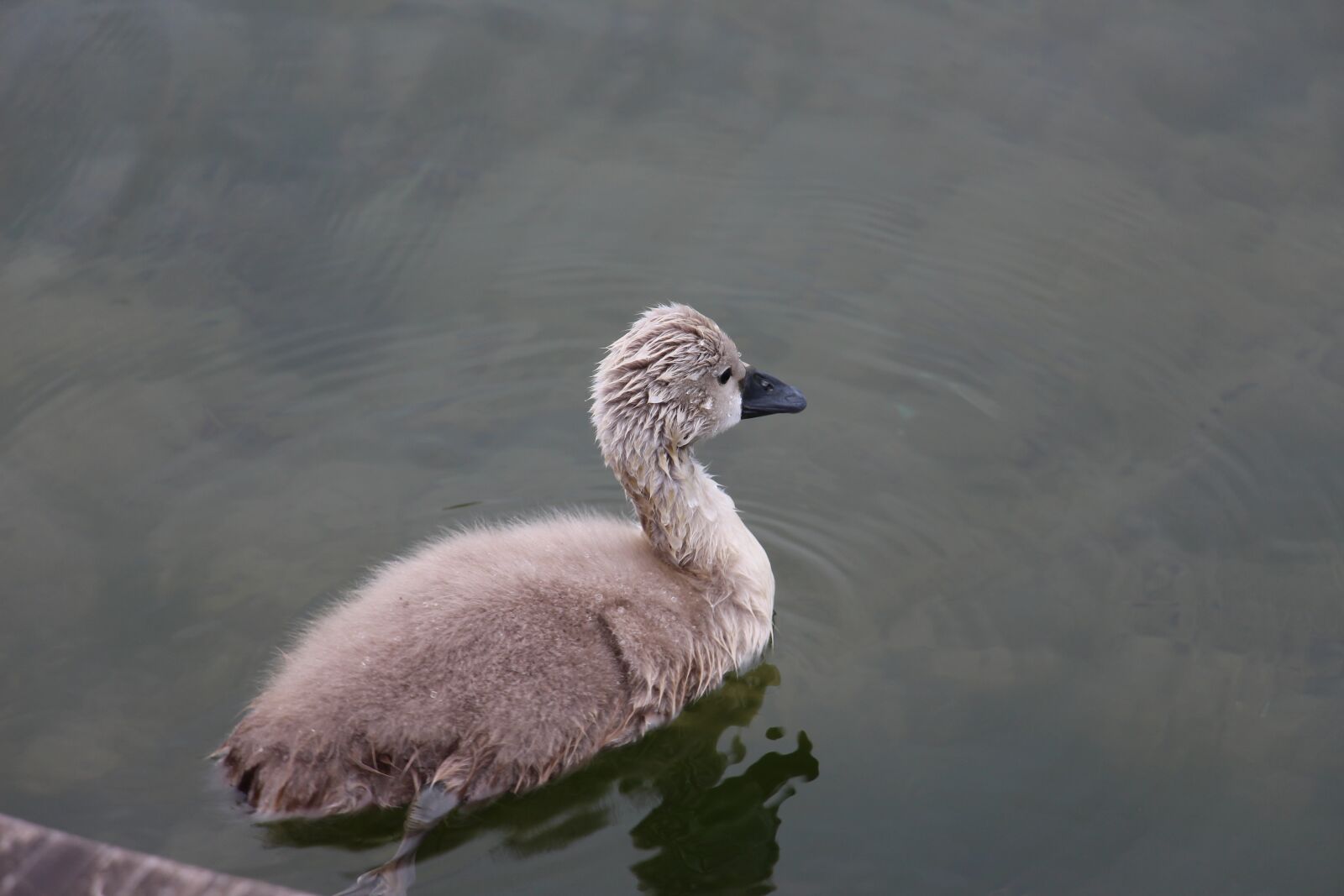 Canon EOS 700D (EOS Rebel T5i / EOS Kiss X7i) sample photo. Cygnet, animals, bird photography