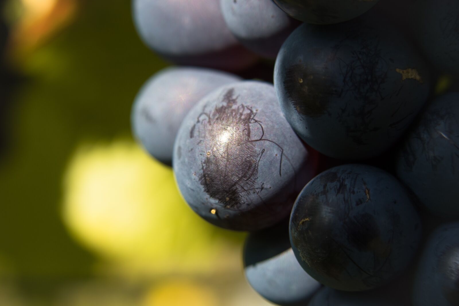 Canon PowerShot G3 X sample photo. Grape, winegrowing, red wine photography