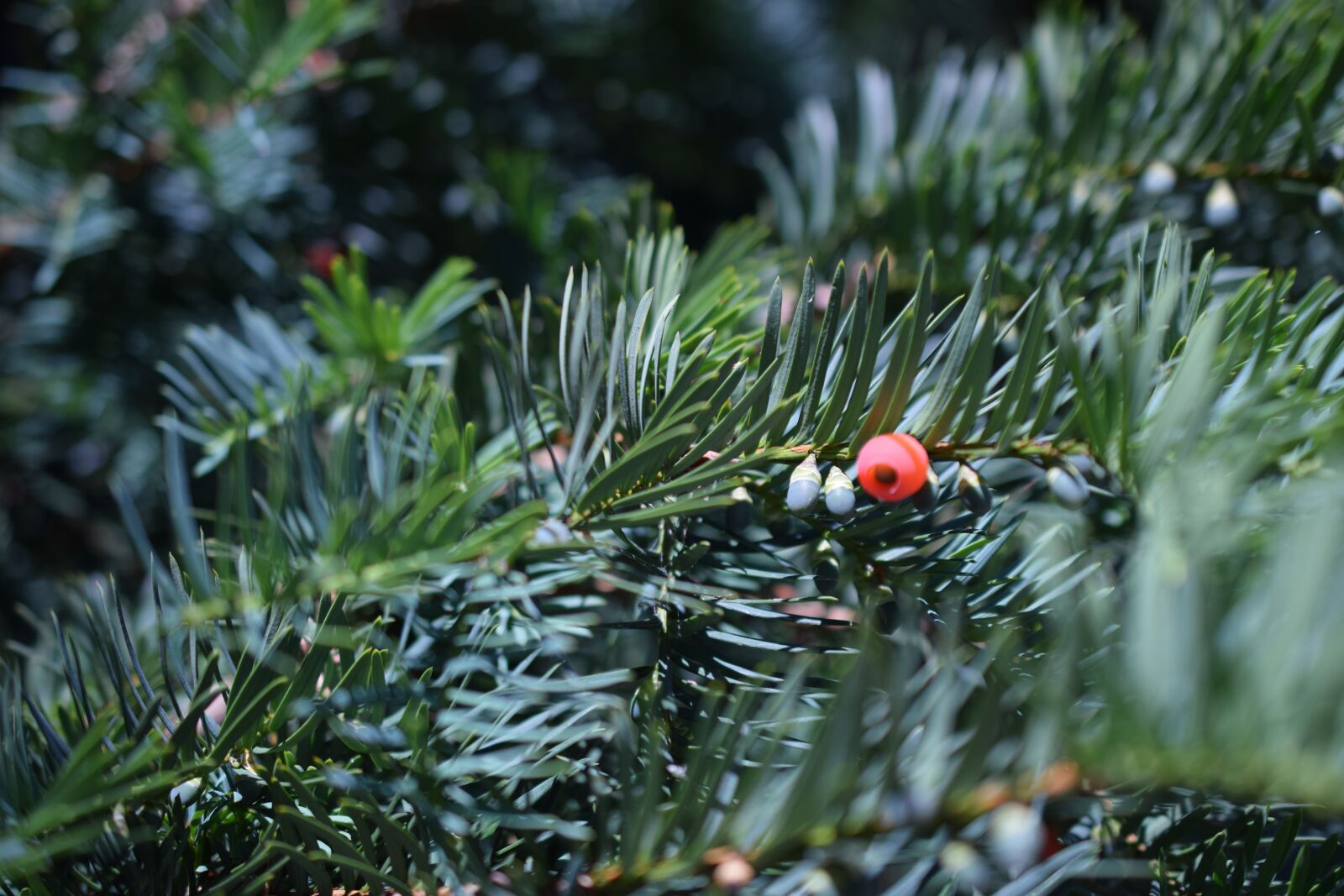 Nikon D3300 sample photo. Taxus baccata, evergreen, green photography
