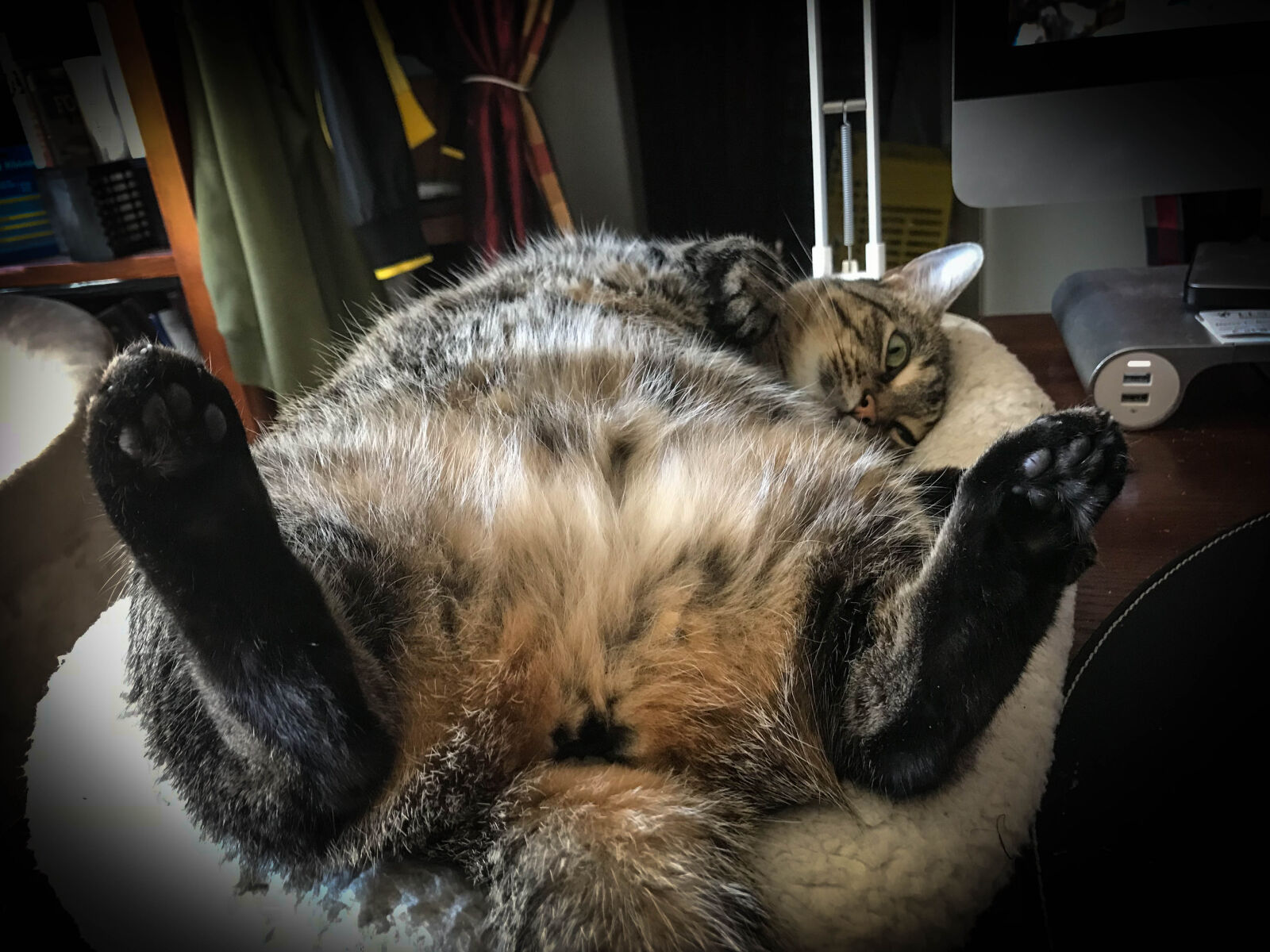 Apple iPhone 7 Plus sample photo. Cat photography