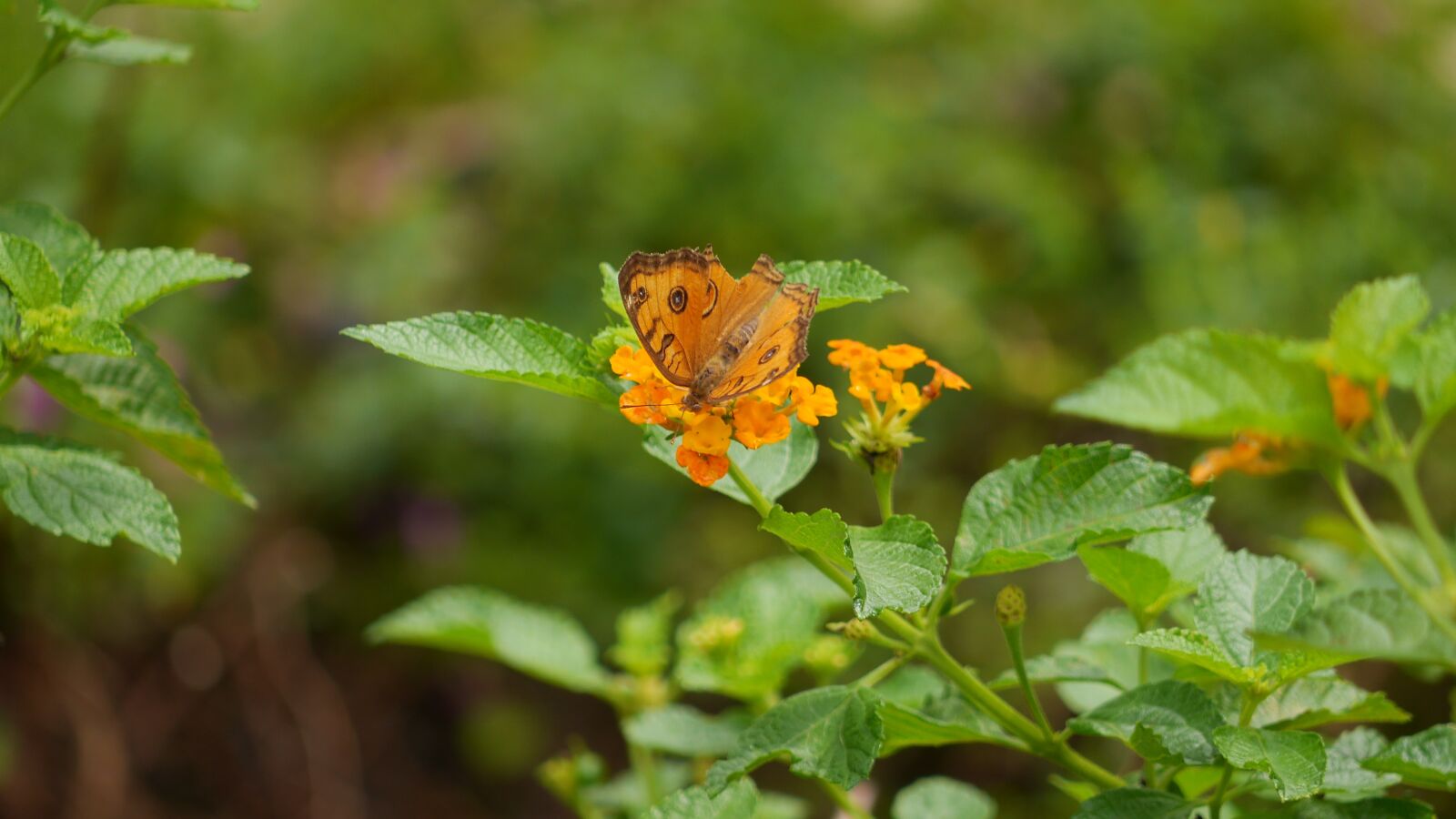 Panasonic Lumix DMC-GH3 sample photo. Nature, leaf, flora photography