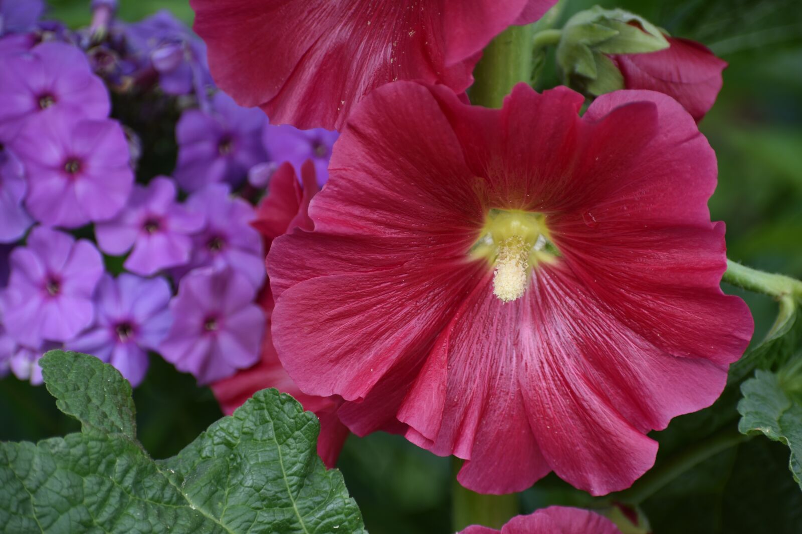 Nikon D3400 sample photo. Flowers, bright, stock-rose photography
