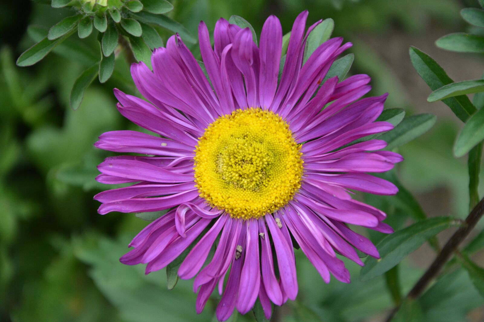 Nikon D5200 sample photo. Flower, marguerite, purple photography