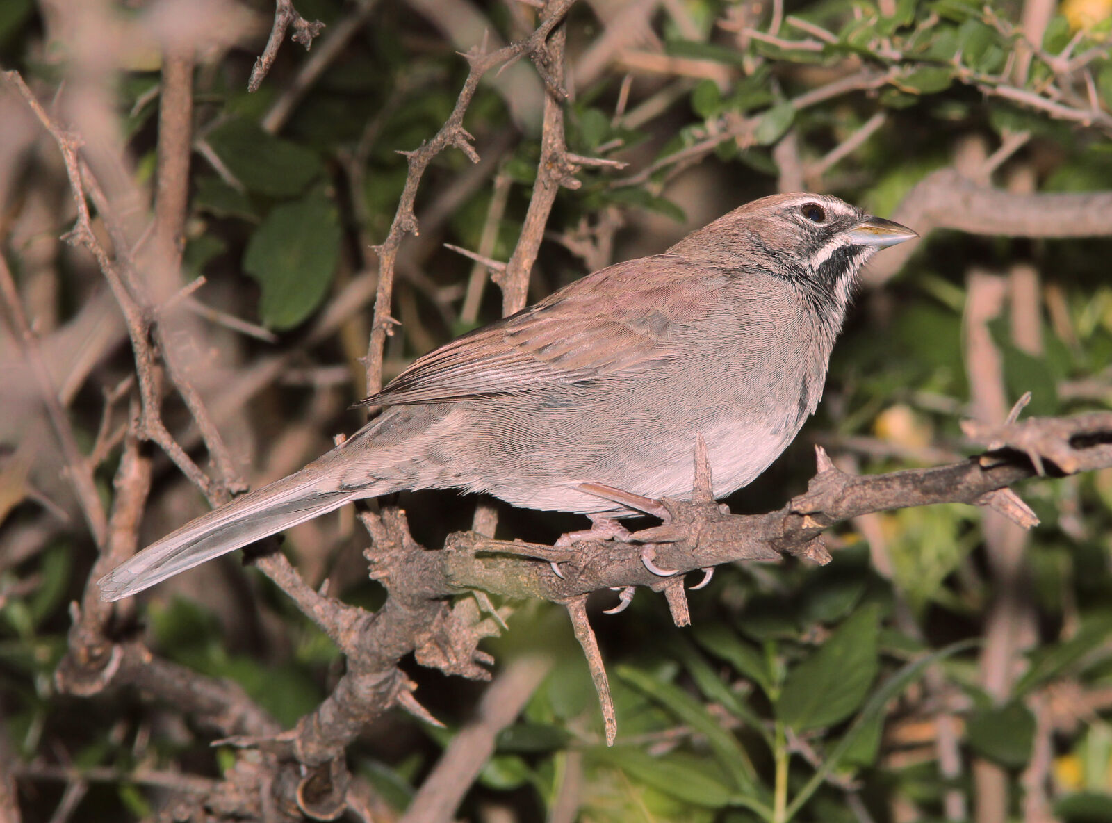 Canon EF 300mm F4L IS USM sample photo
