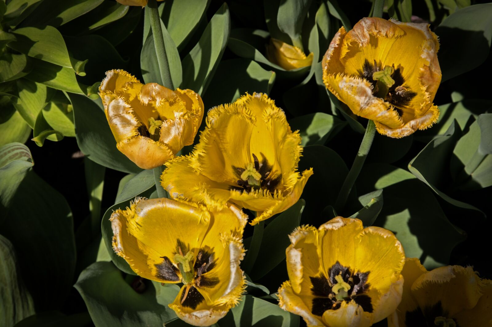 Pentax K-3 sample photo. Tulip, yellow, spring photography