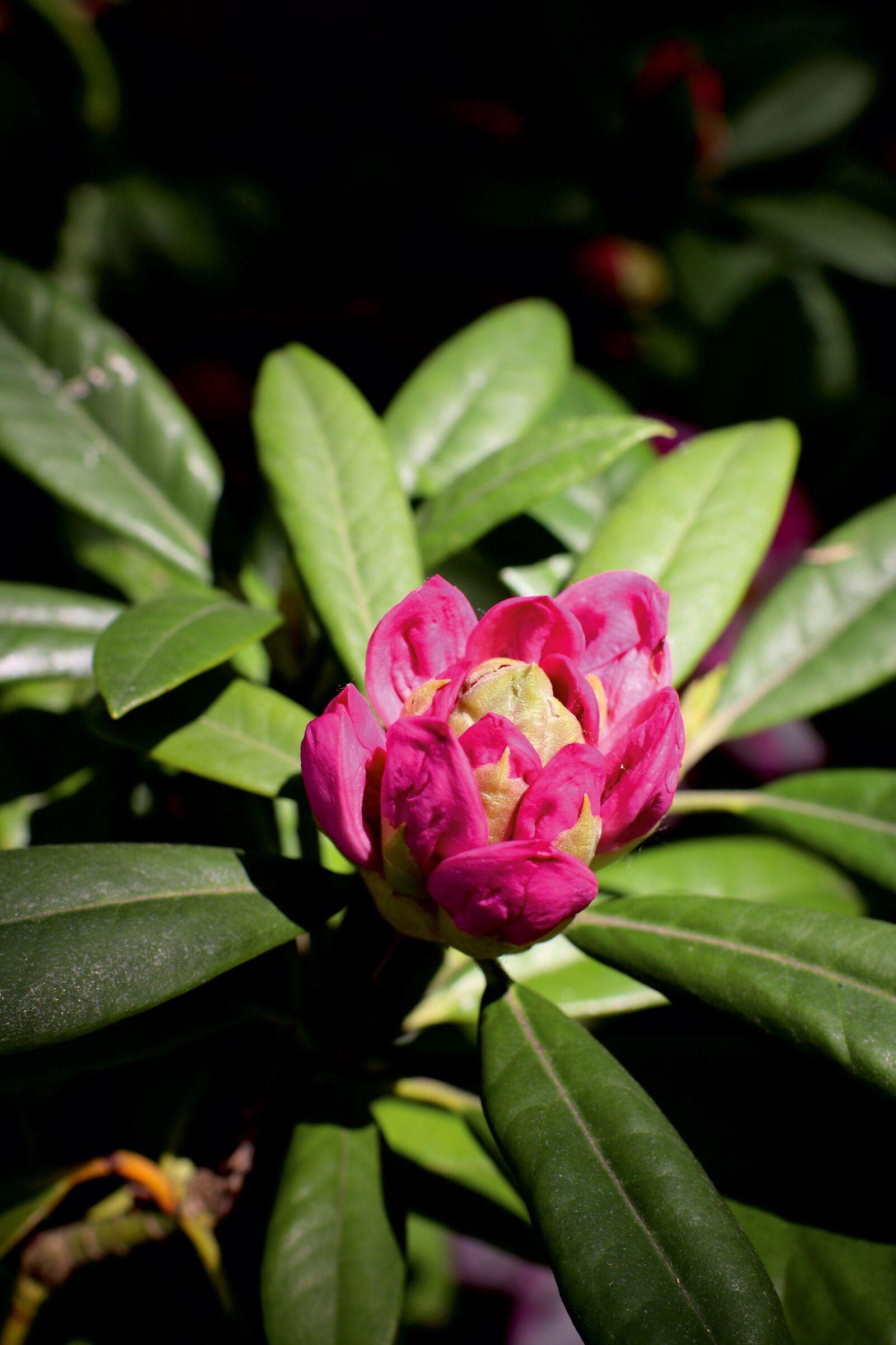 Canon EOS 77D (EOS 9000D / EOS 770D) sample photo. Rhododendron, azalea, flower photography