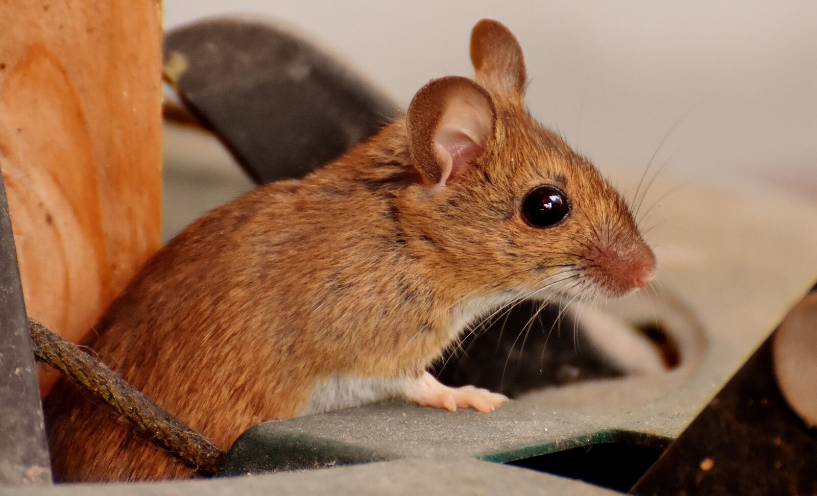 Nikon D7200 sample photo. Wood mouse, nager, cute photography