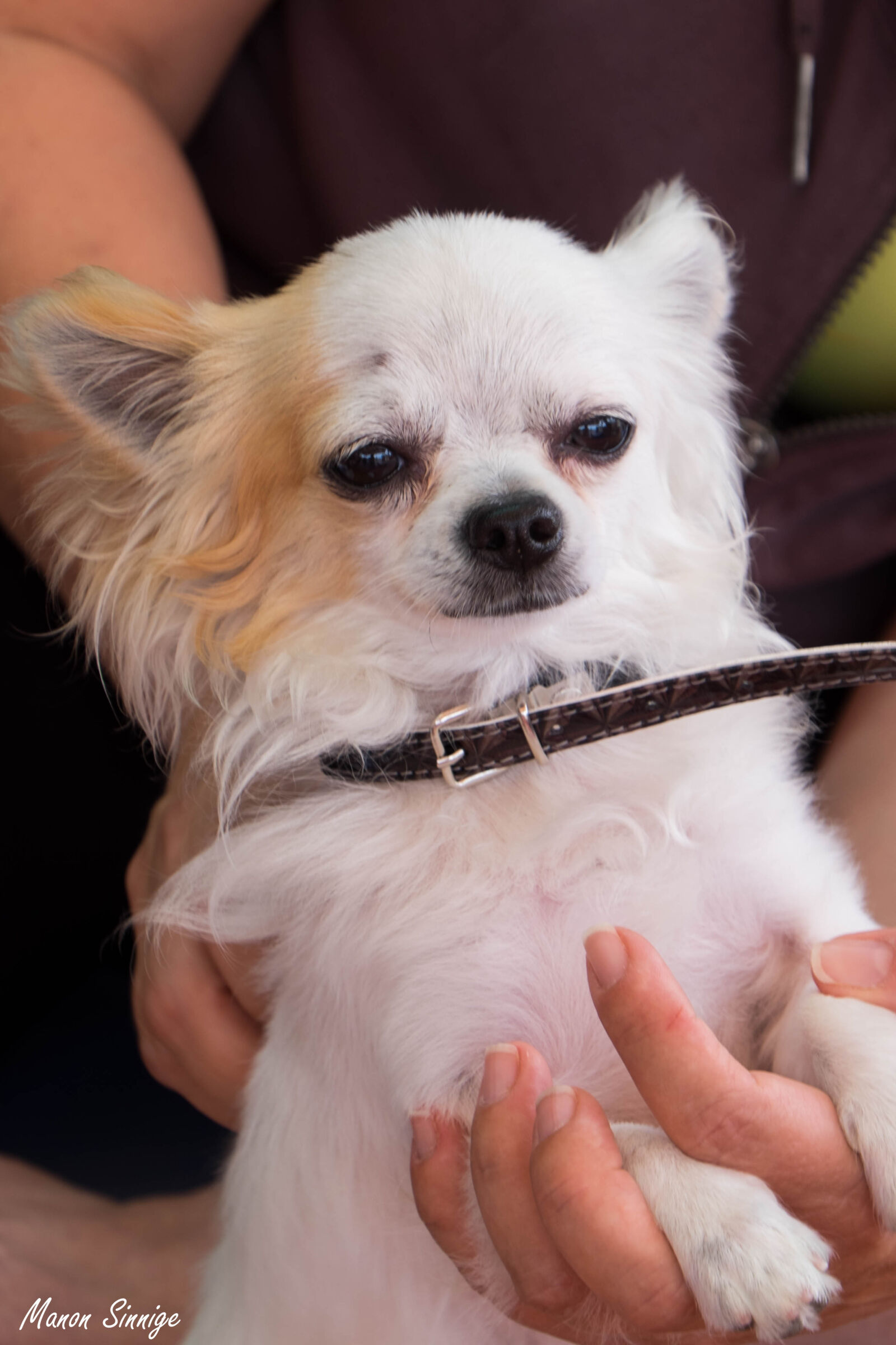 Fujifilm XF 18-135mm F3.5-5.6 R LM OIS WR sample photo. Dog, puppy, white photography