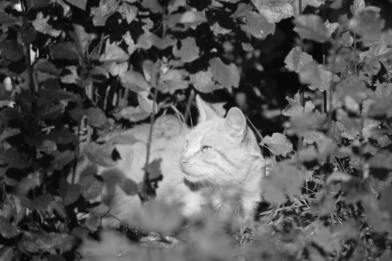 Nikon D3300 sample photo. Cat, escondido, animals photography
