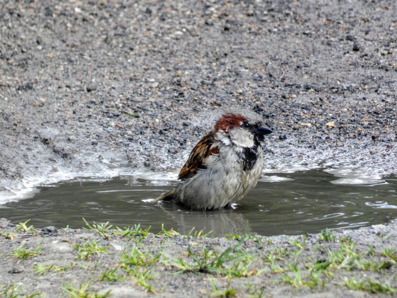 Panasonic Lumix DC-FZ80 (Lumix DC-FZ82) sample photo. The sparrow, wr belek photography