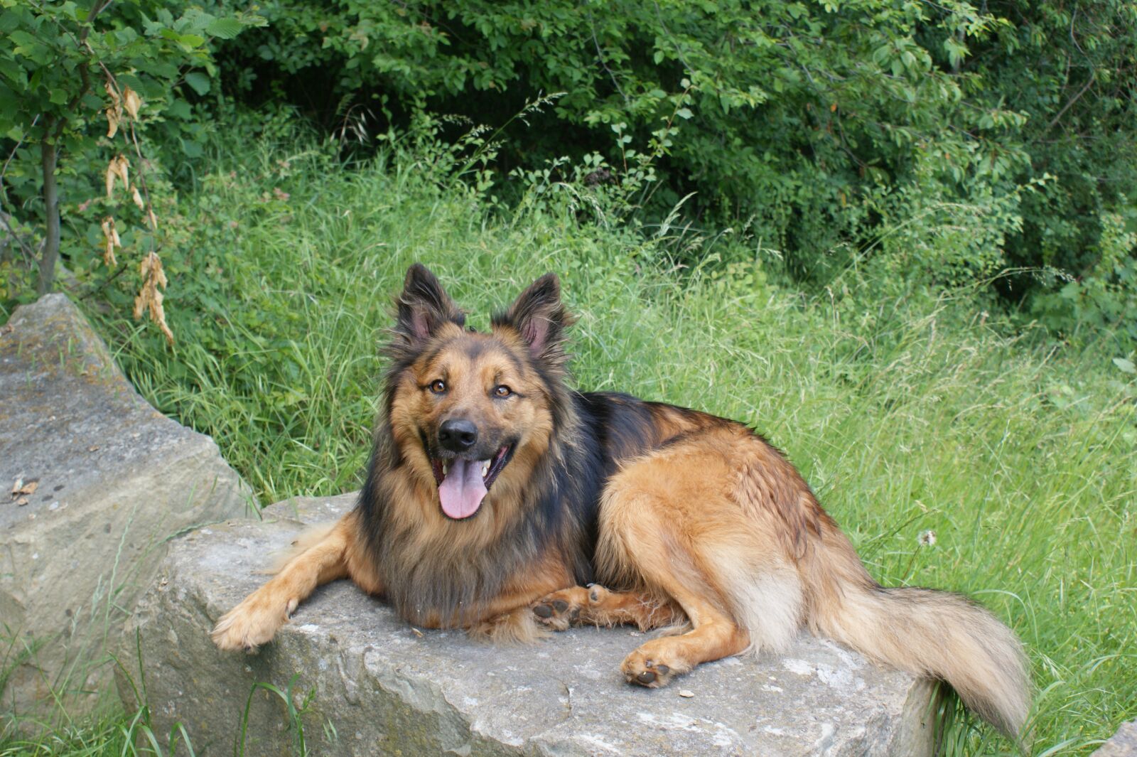 Sony Alpha DSLR-A350 sample photo. Dog, resin fox, pawn photography