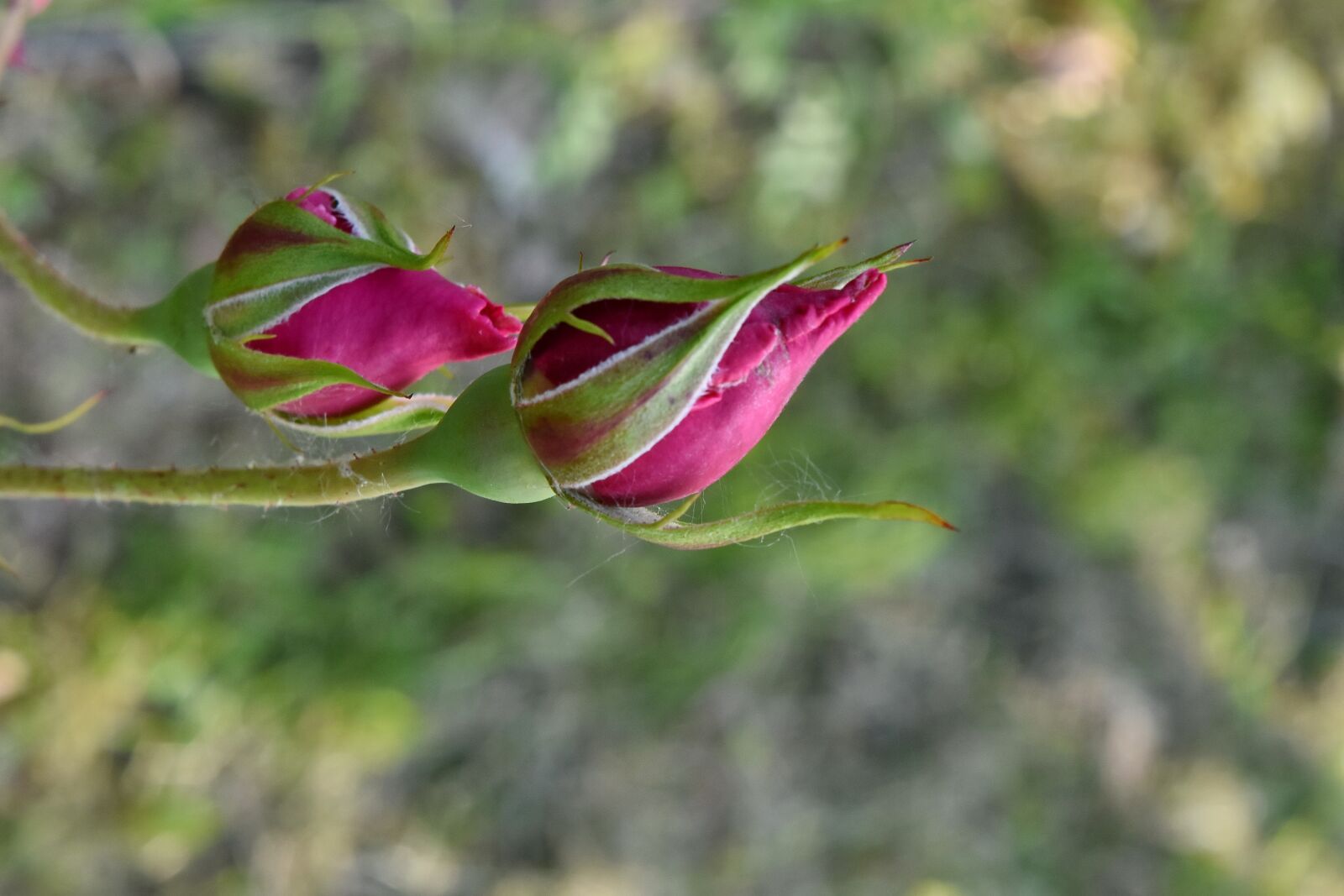 Nikon D5500 sample photo. Detail, horizontal, bud, nature photography