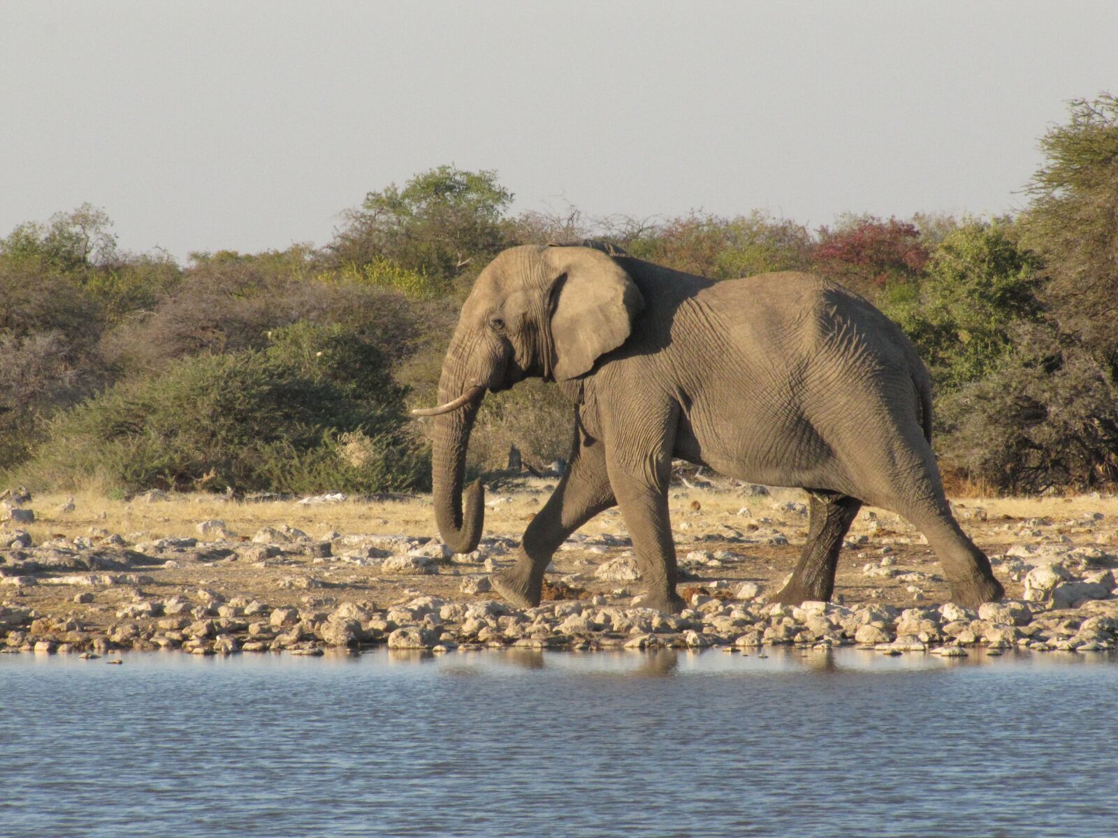 Canon PowerShot SX20 IS sample photo. Wildlife, elephant, namibia photography