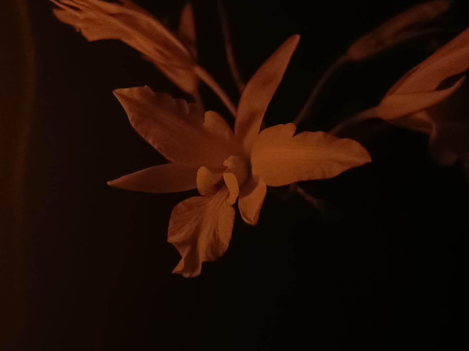 Xiaomi Redmi Note 14 5G sample photo