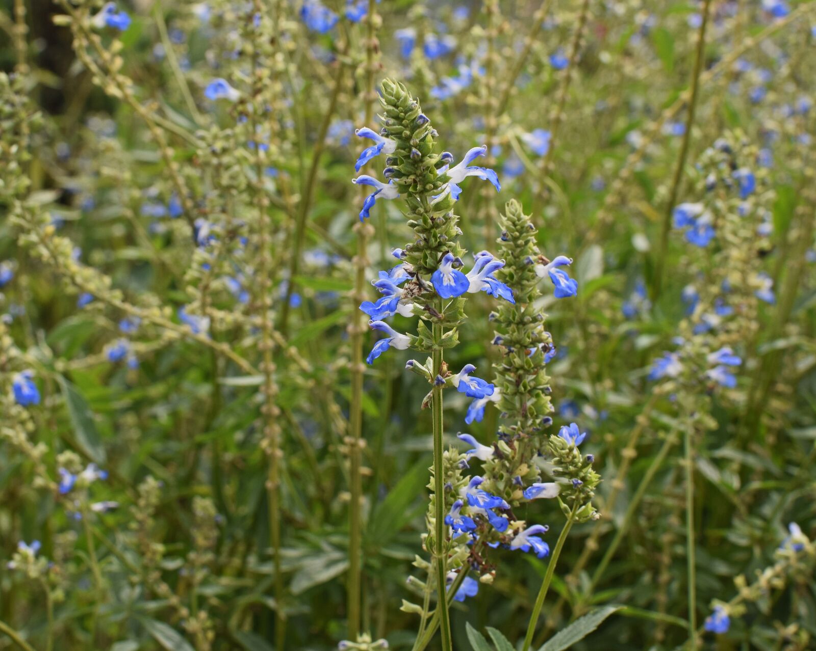 Nikon D3300 sample photo. Blue salvia flowers, small photography