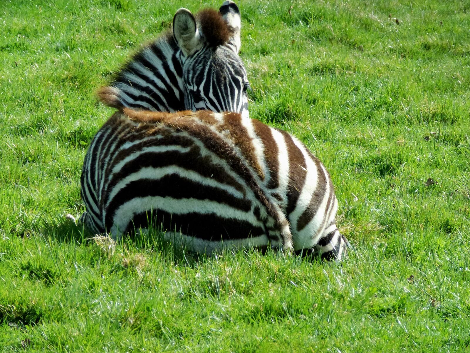 Panasonic Lumix DMC-ZS10 (Lumix DMC-TZ20 / Lumix DMC-TZ22) sample photo. Zebra, striped, baby photography