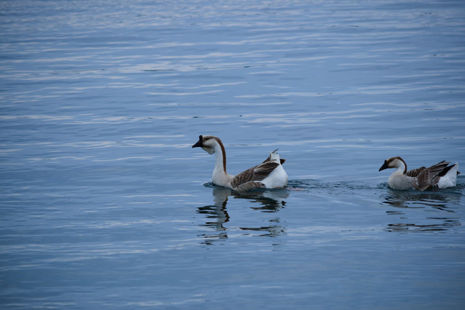 Nikon D3300 sample photo. Water, goose, nature photography