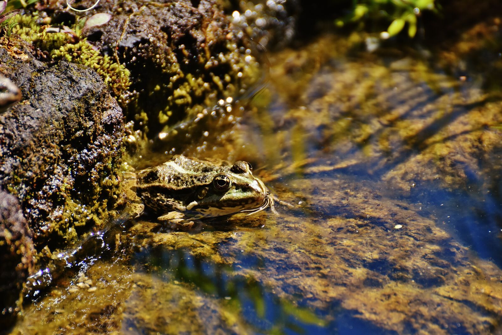 Nikon D7200 sample photo. Frog, pond, animal photography