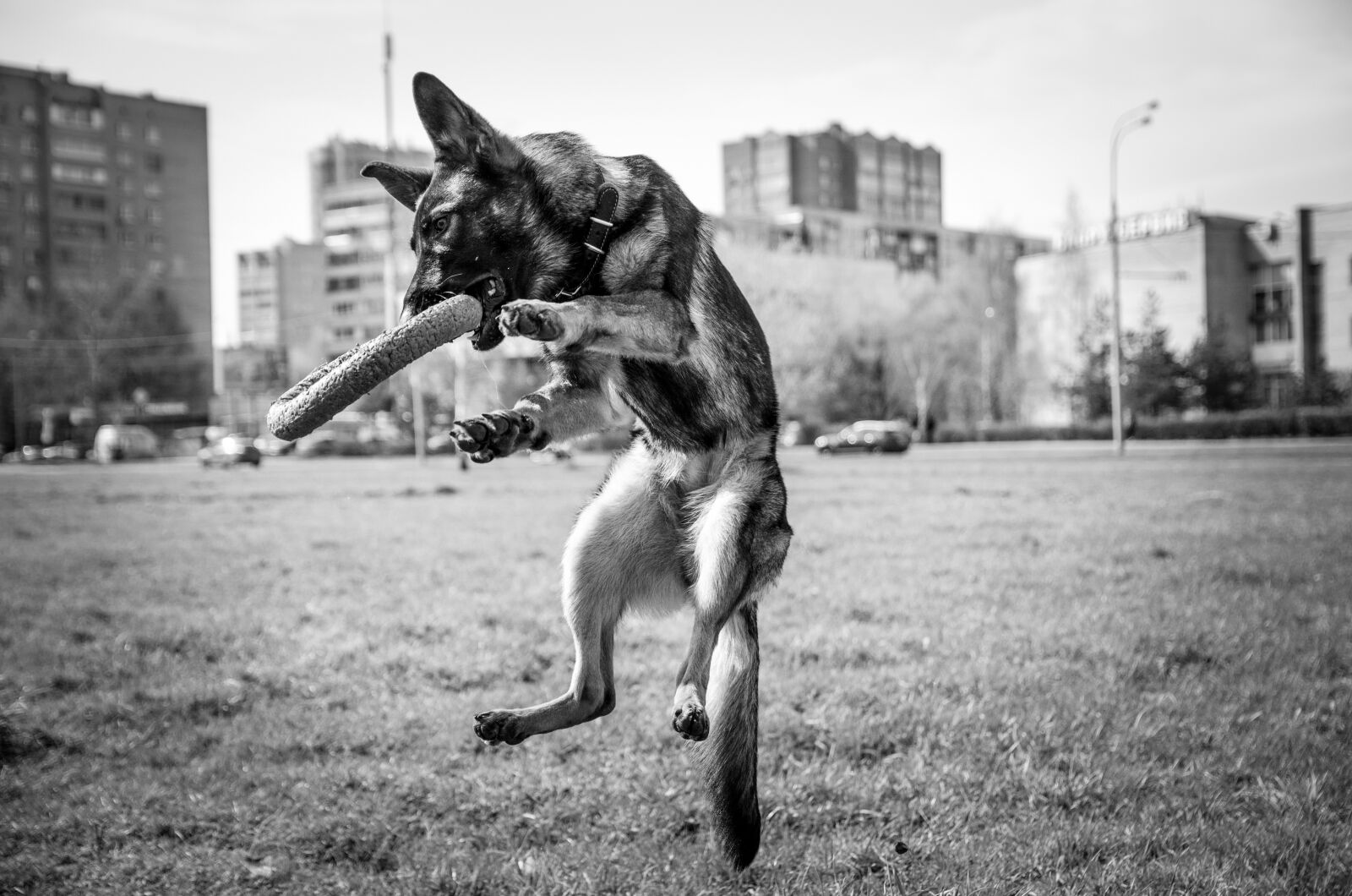 Nikon D5100 sample photo. Dog, shepherd, animals photography