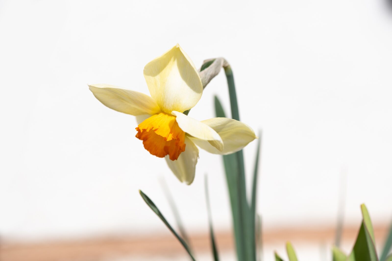 Nikon D750 sample photo. Narcissus, flower, spring photography