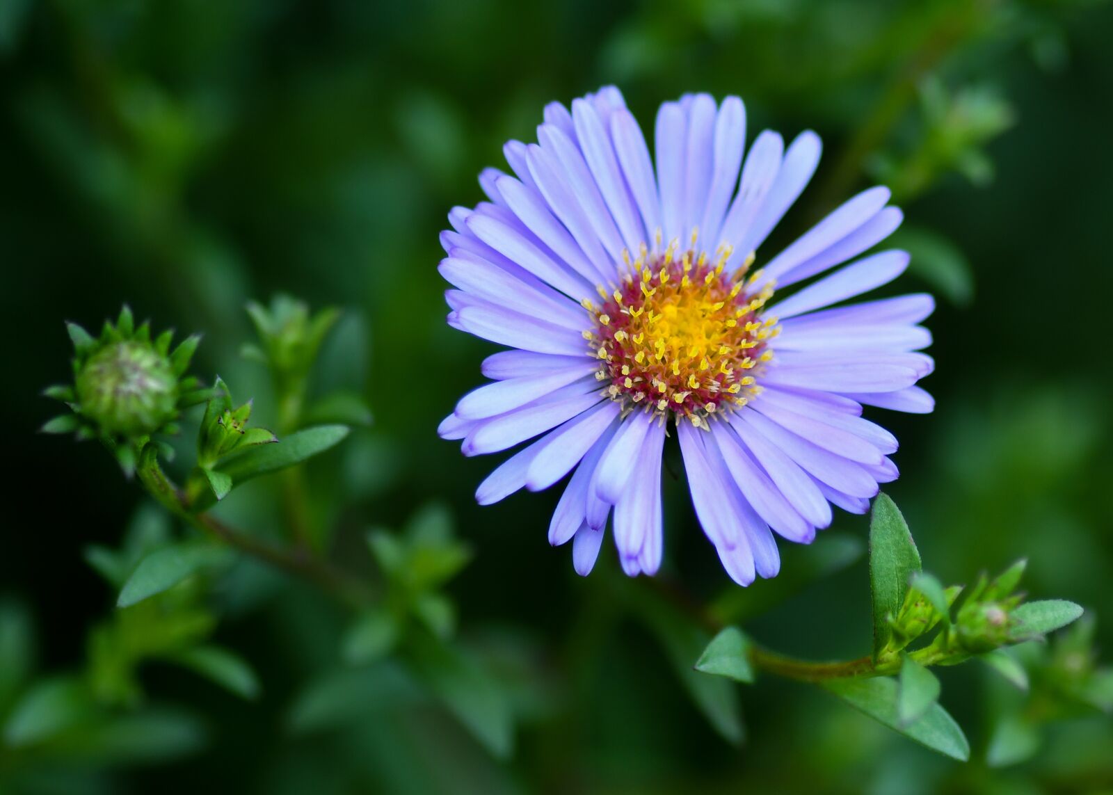 Tokina AT-X Pro 100mm F2.8 Macro sample photo. Aster, flower, plant photography