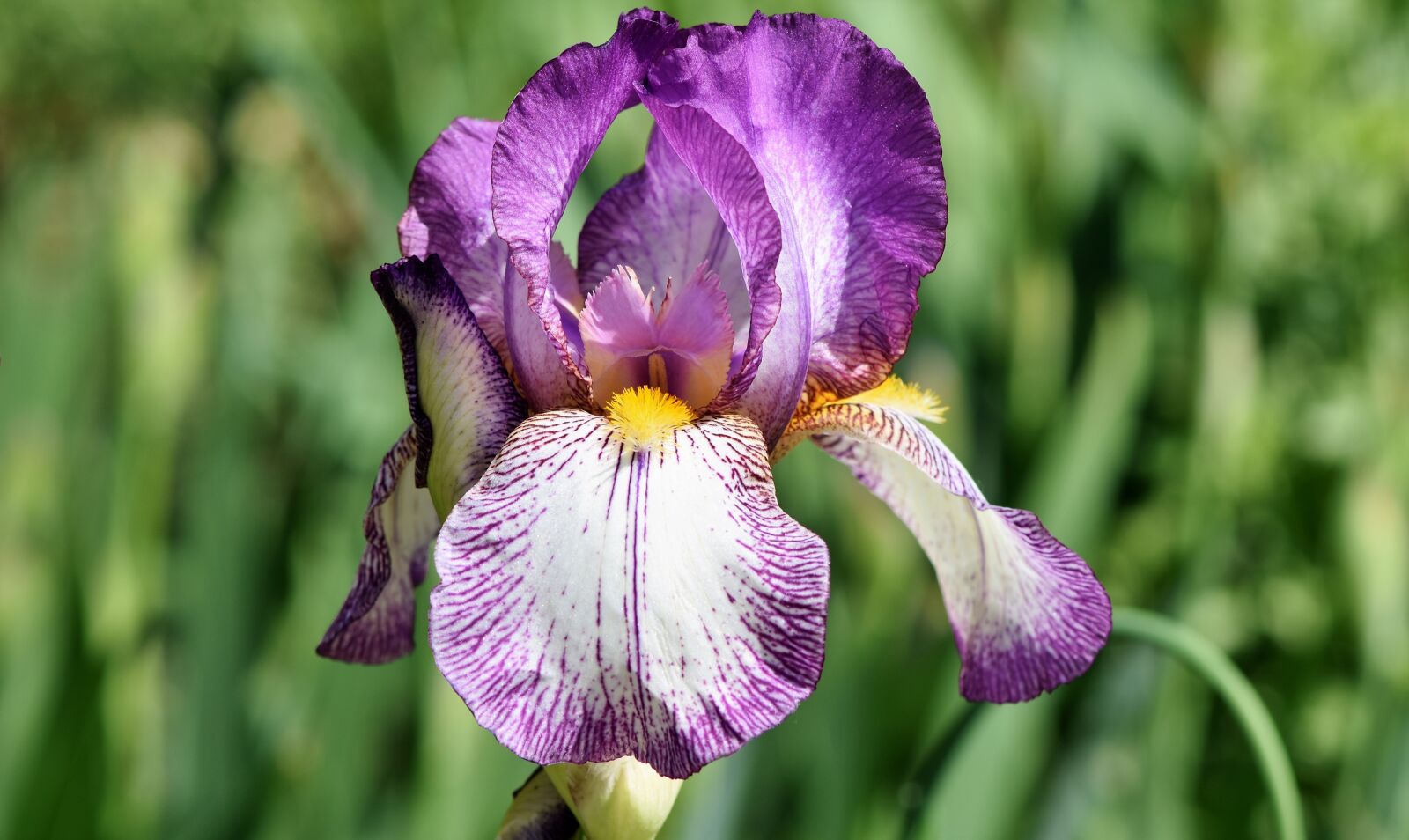 Nikon D7200 sample photo. Iris, iris flower, schwertliliengewaechs photography