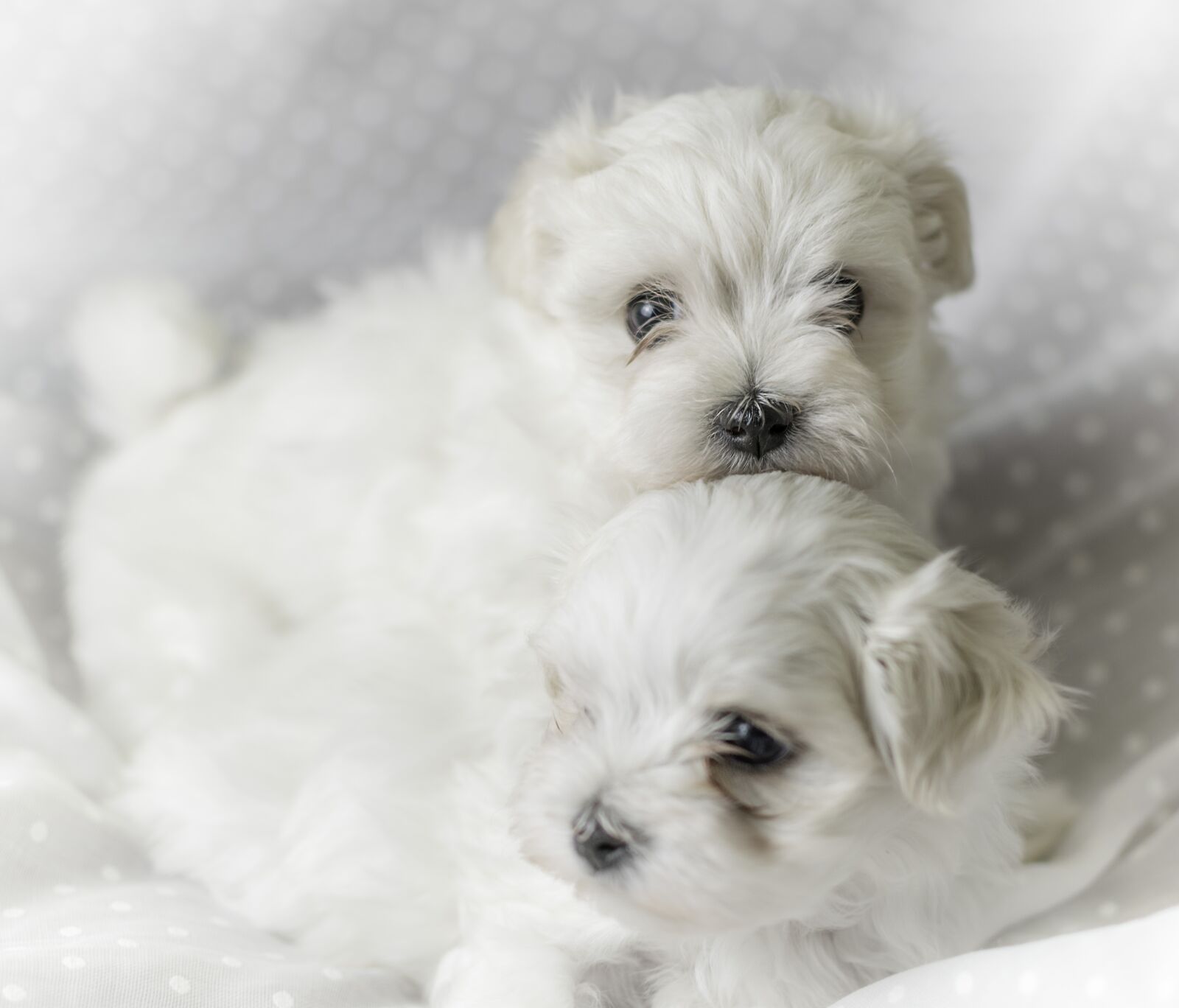 Nikon D5300 sample photo. Puppy, dog, animal photography