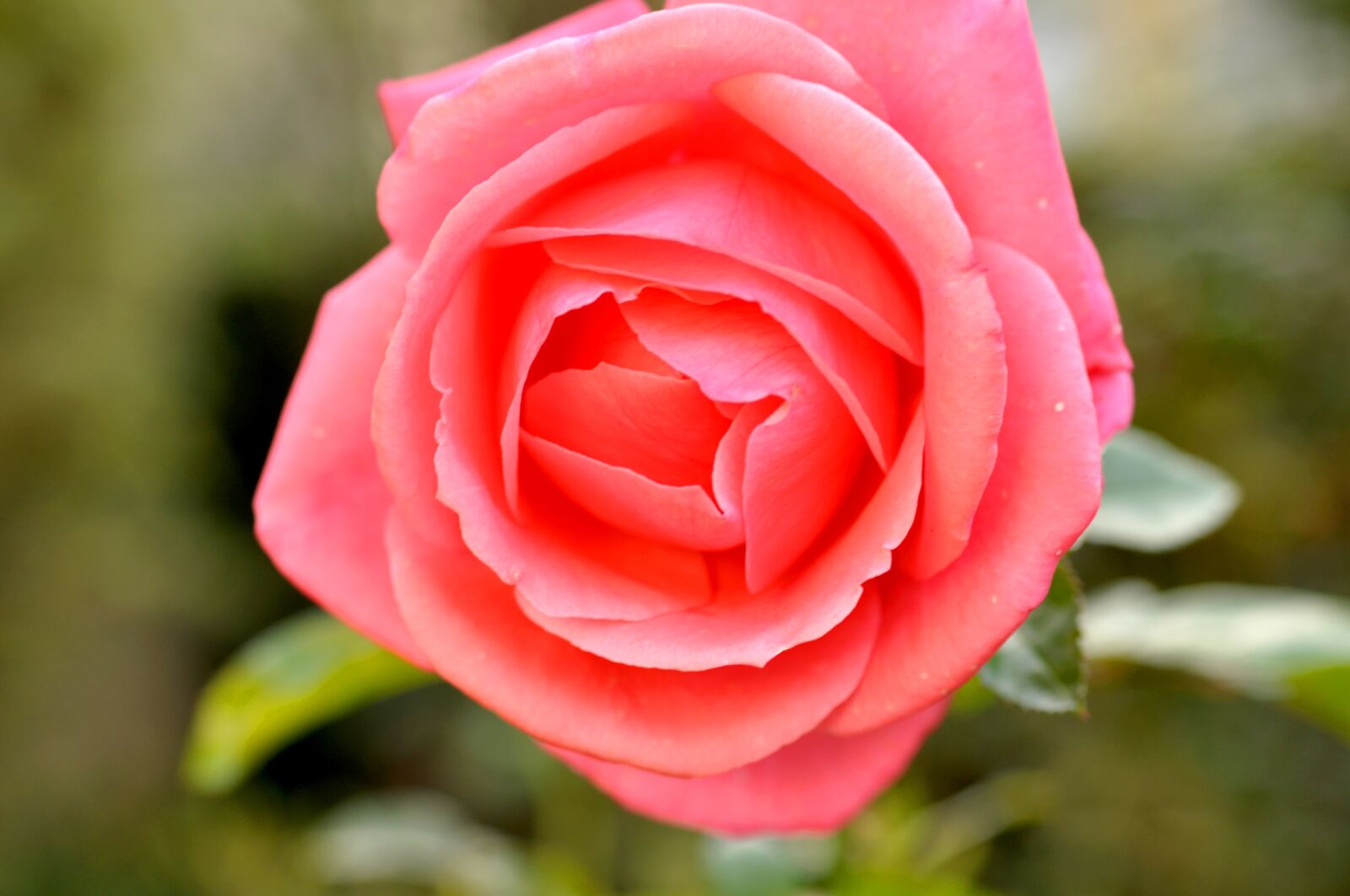 Nikon D90 sample photo. Rose, pink rose, pink photography