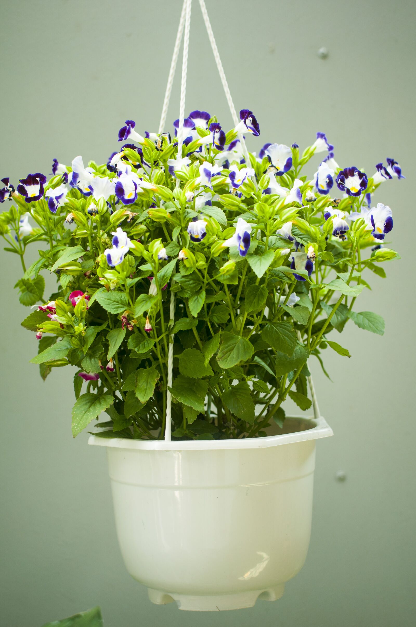 Nikon D90 sample photo. Panse, flower, nice photography