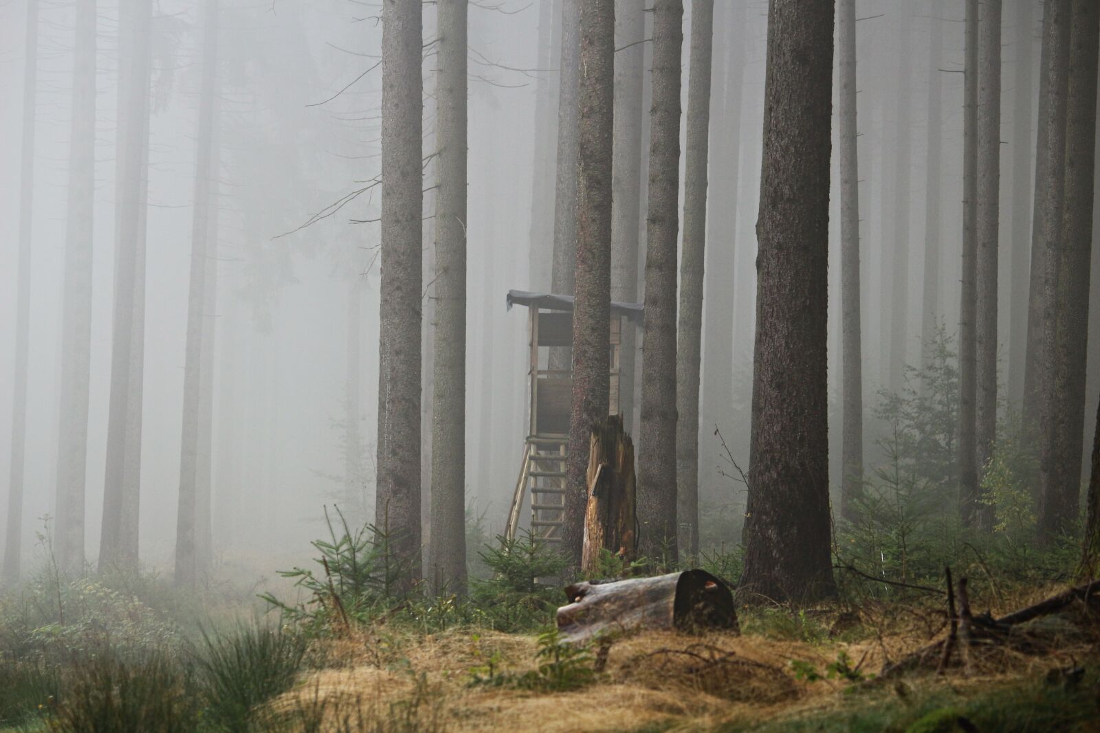Canon EOS 100D (EOS Rebel SL1 / EOS Kiss X7) sample photo. Fog, forest, perch photography