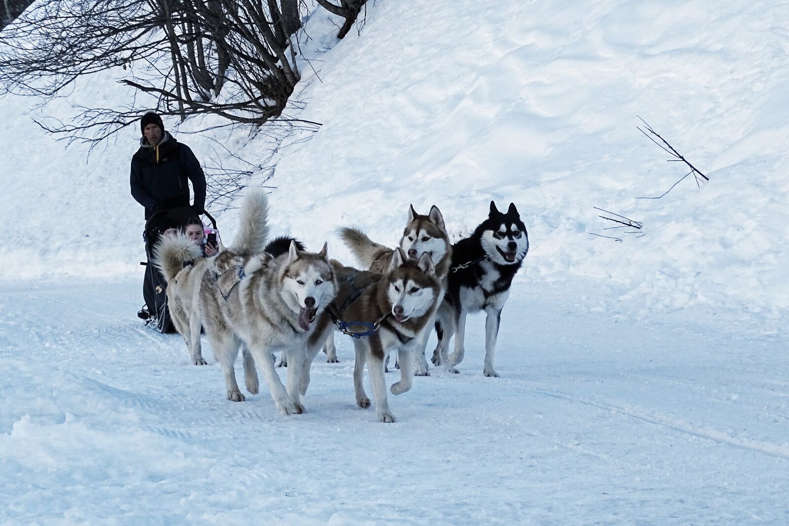 Sony Cyber-shot DSC-HX400V sample photo. Dog, winter, snow photography