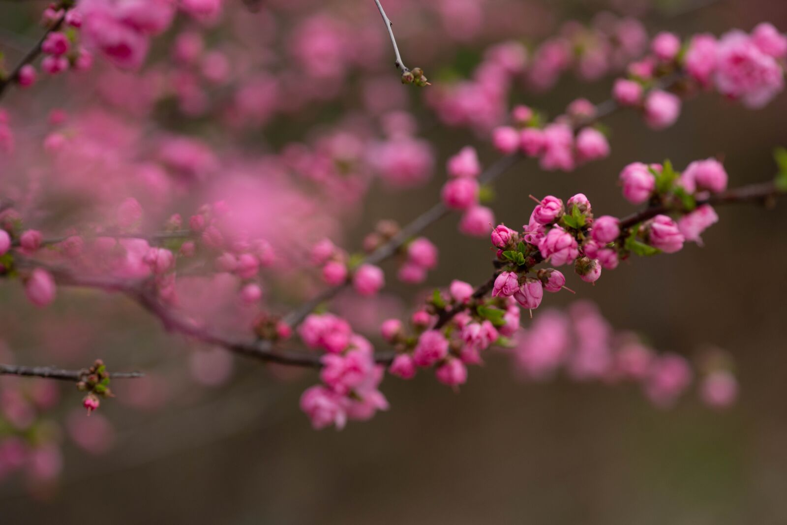 Sony a99 II sample photo. Cherry blossoms, flower, lowers photography