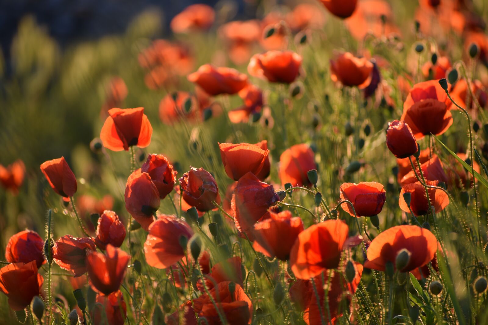 Nikon D3300 sample photo. Poppys, evening, sunset photography